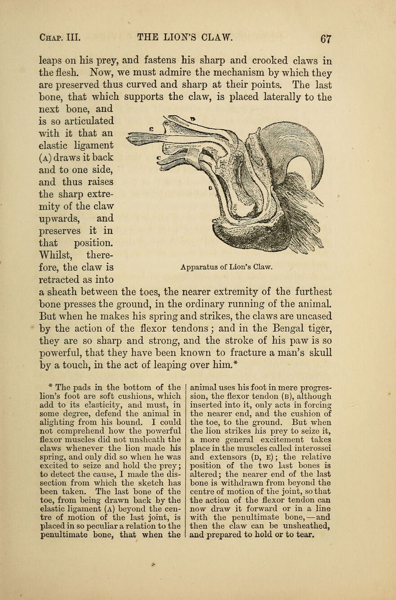 leaps on his prey, and fastens his sharp and crooked claws in the flesh. Now, we must admire the mechanism by which they are preserved thus curved and sharp at their points. The last bone, that which supports the claw, is placed laterally to the next bone, and is so articulated with it that an elastic ligament (a) draws it back and to one side, and thus raises the sharp extre- mity of the claw upwards, and preserves it in that position. Whilst, there- fore, the claw is retracted as into a sheath between the toes, the nearer extremity of the furthest bone presses the ground, in the ordinary running of the animal. But when he makes his spring and strikes, the claws are uncased by the action of the flexor tendons; and in the Bengal tiger, they are so sharp and strong, and the stroke of his paw is so powerful, that they have been known to fracture a man's skull by a touch, in the act of leaping over him.* Apparatus of Lion's Claw. * The pads in the bottom of the lion's foot are soft cushions, which add to its elasticity, and must, in some degree, defend the animal in alighting from his bound. I could not comprehend how the powerful flexor muscles did not unsheath the claws whenever the lion made his spring, and only did so when he was excited to seize and hold the prey; to detect the cause, I made the dis- section from which the sketch has been taken. The last bone of the toe, from being drawn back by the elastic ligament (a) beyond the cen- tre of motion of the last joint, is placed in so peculiar a relation to the penultimate bone, that when the animal uses his foot in mere progres- sion, the flexor tendon (b), although inserted into it, only acts in forcing the nearer end, and the cushion of the toe, to the ground. But when the lion strikes his prey to seize it, a more general excitement takes place in the muscles called interossei and extensors (d, e) ; the relative position of the two List bones is altered; the nearer end of the last bone is withdrawn from beyond the centre of motion of the joint, so that the action of the flexor tendon can now draw it forward or in a line with the penultimate bone, — and then the claw can be unsheathed, and prepared to hold or to tear.