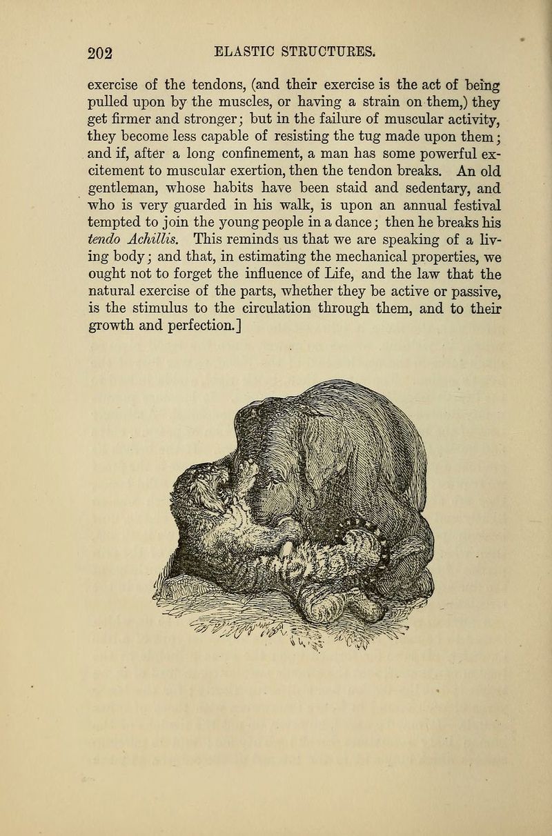 exercise of the tendons, (and their exercise is the act of being pulled upon by the muscles, or having a strain on them,) they get firmer and stronger; but in the failure of muscular activity, they become less capable of resisting the tug made upon them; and if, after a long confinement, a man has some powerful ex- citement to muscular exertion, then the tendon breaks. An old gentleman, whose habits have been staid and sedentary, and who is very guarded in his walk, is upon an annual festival tempted to join the young people in a dance; then he breaks his Undo Achillis. This reminds us that we are speaking of a liv- ing body; and that, in estimating the mechanical properties, we ought not to forget the influence of Life, and the law that the natural exercise of the parts, whether they be active or passive, is the stimulus to the circulation through them, and to their growth and perfection.]