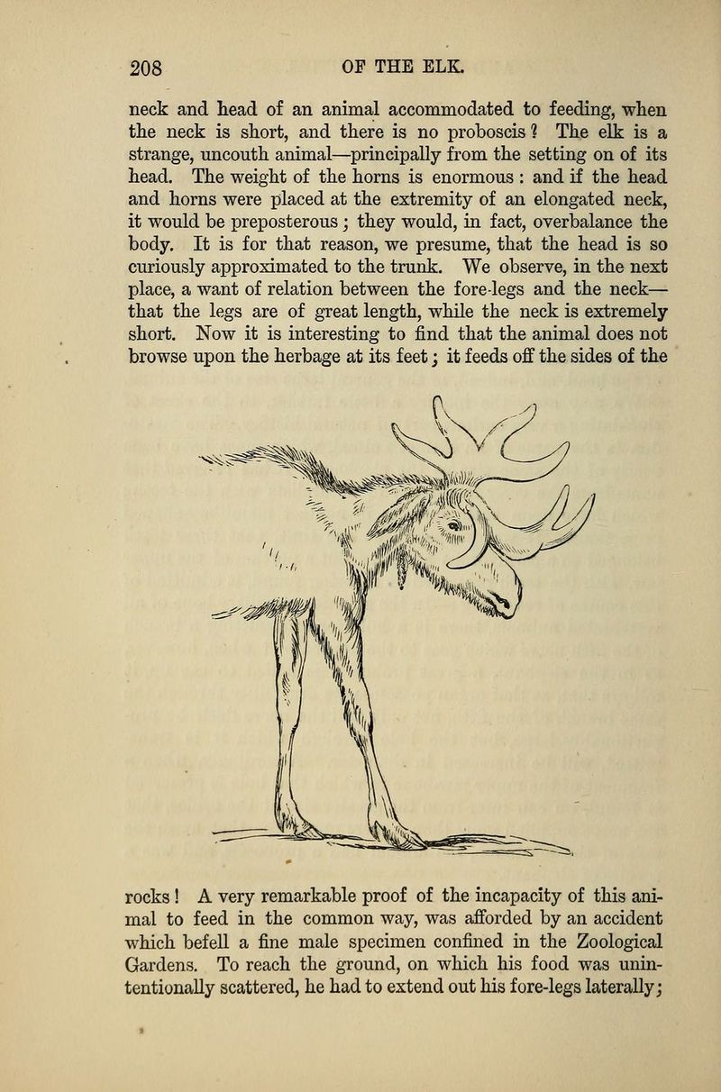 neck and head of an animal accommodated to feeding, when the neck is short, and there is no proboscis ? The elk is a strange, uncouth animal—principally from the setting on of its head. The weight of the horns is enormous : and if the head and horns were placed at the extremity of an elongated neck, it would be preposterous; they would, in fact, overbalance the body. It is for that reason, we presume, that the head is so curiously approximated to the trunk. We observe, in the next place, a want of relation between the fore-legs and the neck— that the legs are of great length, while the neck is extremely short. Now it is interesting to find that the animal does not browse upon the herbage at its feet; it feeds off the sides of the ■^ rocks ! A very remarkable proof of the incapacity of this ani- mal to feed in the common way, was afforded by an accident which befell a fine male specimen confined in the Zoological Gardens. To reach the ground, on which his food was unin- tentionally scattered, he had to extend out his fore-legs laterally;