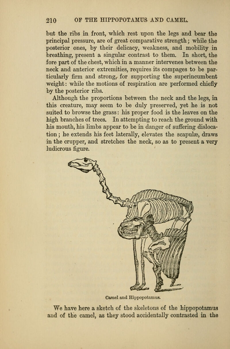 but the ribs in front, which rest upon the legs and bear the principal pressure, are of great comparative strength j while the posterior ones, by their delicacy, weakness, and mobility in breathing, present a singular contrast to them. In short, the fore part of the chest, which in a manner intervenes between the neck and anterior extremities, requires its compages to be par- ticularly firm and strong,, for supporting the superincumbent weight: while the motions of respiration are performed chiefly by the posterior ribs. Although the proportions between the neck and the legs, in this creature, may seem to be duly preserved, yet he is not suited to browse the grass: his proper food is the leaves on the high branches of trees. In attempting to reach the ground with his mouth, his limbs appear to be in danger of suffering disloca- tion ; he extends his feet laterally, elevates the scapulae, draws in the crupper, and stretches the neck, so as to present a very ludicrous figure. Camel and Hippopotamus. We have here a sketch of the skeletons of the hippopotamus and of the camel, as they stood accidentally contrasted in the