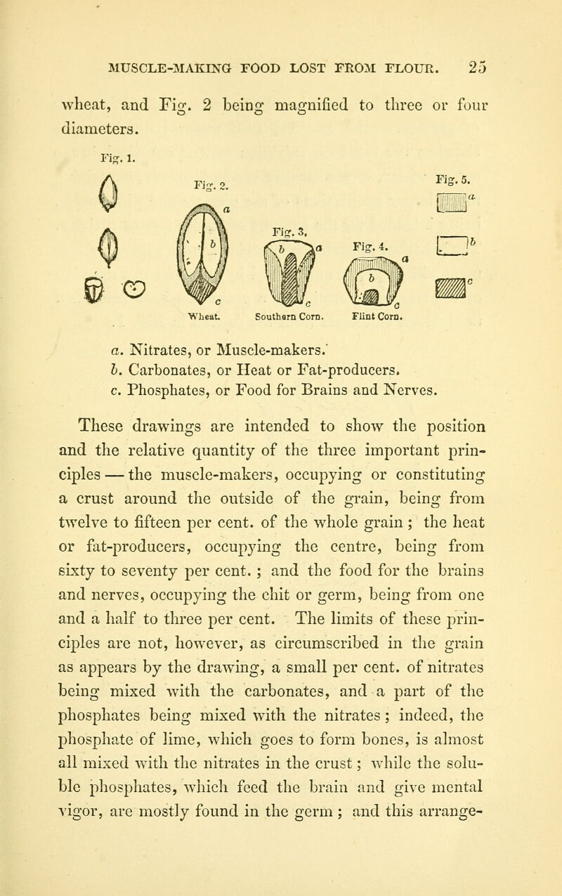 wheat, and Fiof. 2 beinor magnified to three or four Fig. 5. 111 Wheat. Southern Corn. Flint Corn. a. Nitrates, or Muscle-makers.' I. Carbonates, or Heat or Fat-producers. c. Phosphates, or Food for Brains and Nerves. These drawings are intended to show the position and the relative quantity of the three important prin- ciples— the muscle-makers, occupying or constituting a crust around the outside of the grain, being from twelve to fifteen per cent, of the whole grain ; the heat or fat-producers, occupying the centre, being from sixty to seventy per cent.; and the food for the brains and nerves, occupying the chit or germ, being from one and a half to three per cent. The limits of these prin- ciples are not, however, as circumscribed in the grain as appears by the drawing, a small per cent, of nitrates being mixed with the carbonates, and a part of the phosphates being mixed with the nitrates; indeed, the phosphate of lime, which goes to form bones, is almost all mixed with the nitrates in the crust; while the solu- ble phosphates, which feed the brain and give mental vigor, are mostly found in the germ ; and this arrange-