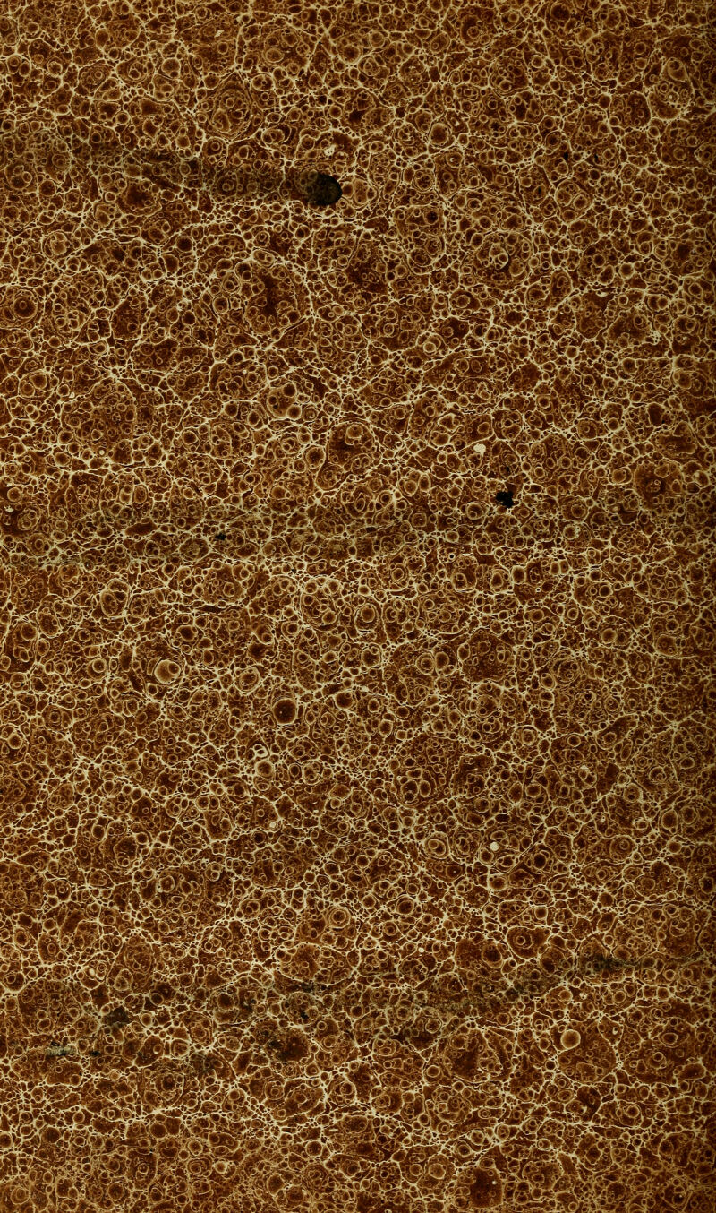 ^^^^^^^gm ^g^mm^-'^ *&.^i^^38irSHi%£fe«« >*^#<K: ^IS*^