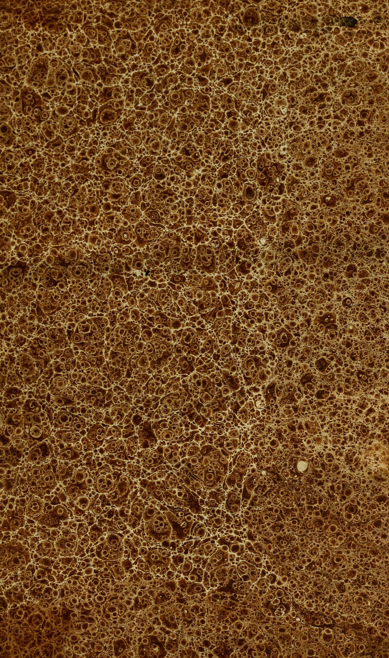 3¥«fy« iî^i-i-m#^« ■^^àJS '#iÏj,