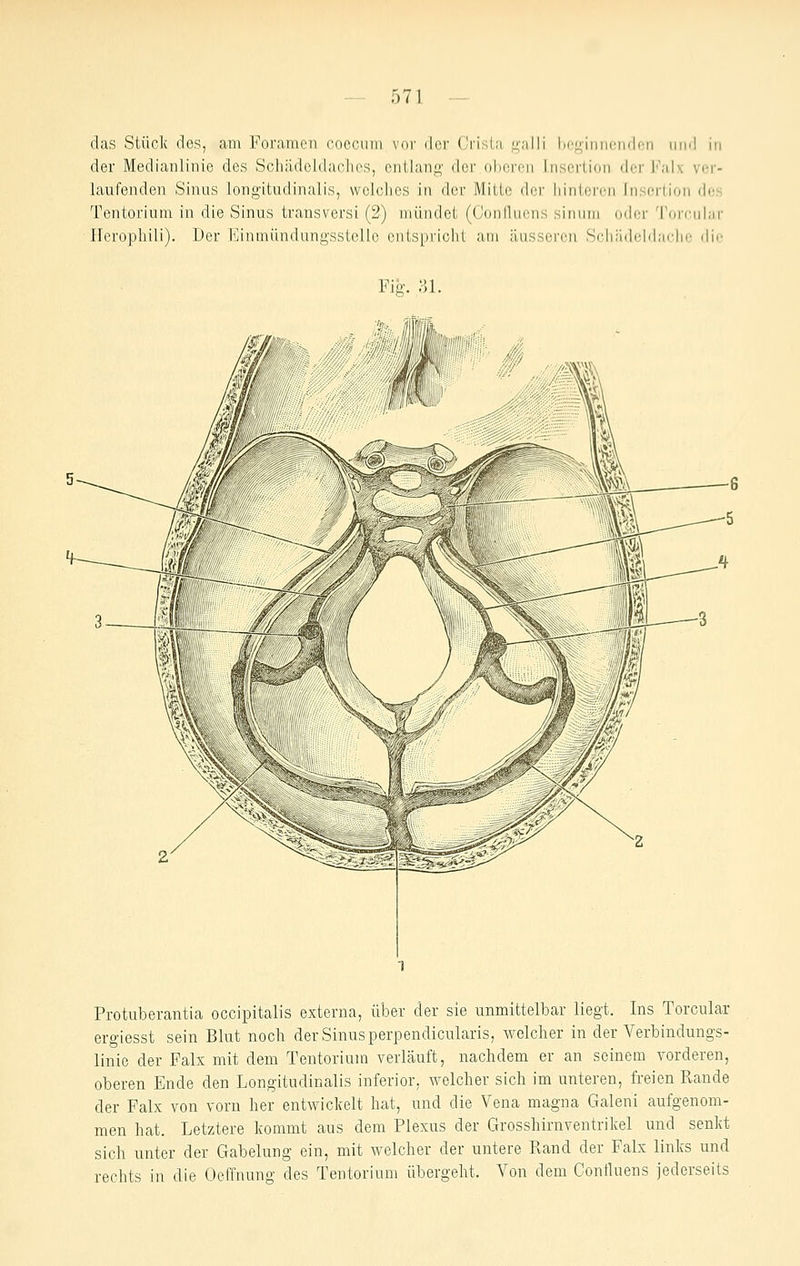 das Stück des, cain Fonvmen coecuiii vor der (^risl;i f^'alli lici^iiiiieiidcn und in der Medianlinie des Scliädoldachcs, entlang der.oberen Insertion der Falx ver- laufenden Sinus longitudinalis, welches in der Mitte der liintercn Insertion des Tentorium in die Sinus transversi (2) mündet (Conilucns sinum oder Torcuiar ITeropliili). Der i<]inmündungsstcll.o entspricht am äusseren Schiidtdilnchc dif Fig. »1. Protuberantia occipitalis externa, über der sie unmittelbar liegt. Ins Torcuiar ergiesst sein Blut noch der Sinus perpendicularis, welcher in der Verbindungs- linie der Falx mit dem Tentorium verläuft, nachdem er an seinem vorderen, oberen Ende den Longitudinalis inferior, welcher sich im unteren, freien Rande der Falx von vorn her entwickelt hat, und die Vena magna Galeni aufgenom- men hat. Letztere kommt aus dem Plexus der Grosshirnventrikel und senkt sich unter der Gabelung ein, mit welcher der untere Pvand der Falx links und rechts in die Oeffnung des Tentorium übergeht. Von dem Contluens jederseits