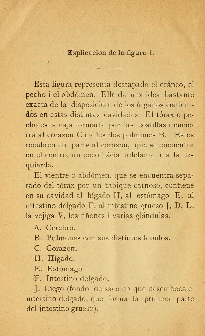 Esplicacion de la figura 1. Esta figura representa destapado el cráneo, el pecho i el abdomen. Ella da una idea bastante exacta de la disposición de los órganos conteni- dos en estas distintas cavidades. El tórax o pe- cho es la caja formada por las costillas i encie- rra al corazón C i a les dos pulmones B. Estos recubren en parte al corazón, que se encuentra en el centro, un poco hacia adelante i a la iz- quierda. El vientre o abdomen, que se encuentra sepa- rado del tórax por un tabique carnoso, contiene en su cavidad al hígado H, al estómago E, al intestino delgado F, al intestino grueso J, D, L, la vejiga V, los riñones i varias glándulas. A. Cerebro. B. Pulmones con sus distintos lóbulos. C. Corazón. H. Hígado. E. Estómago. F. Intestino delgado. J. Ciego (fondo de saco en que desemboca el intestino delgado, que forma la primera parte del intestino grueso).