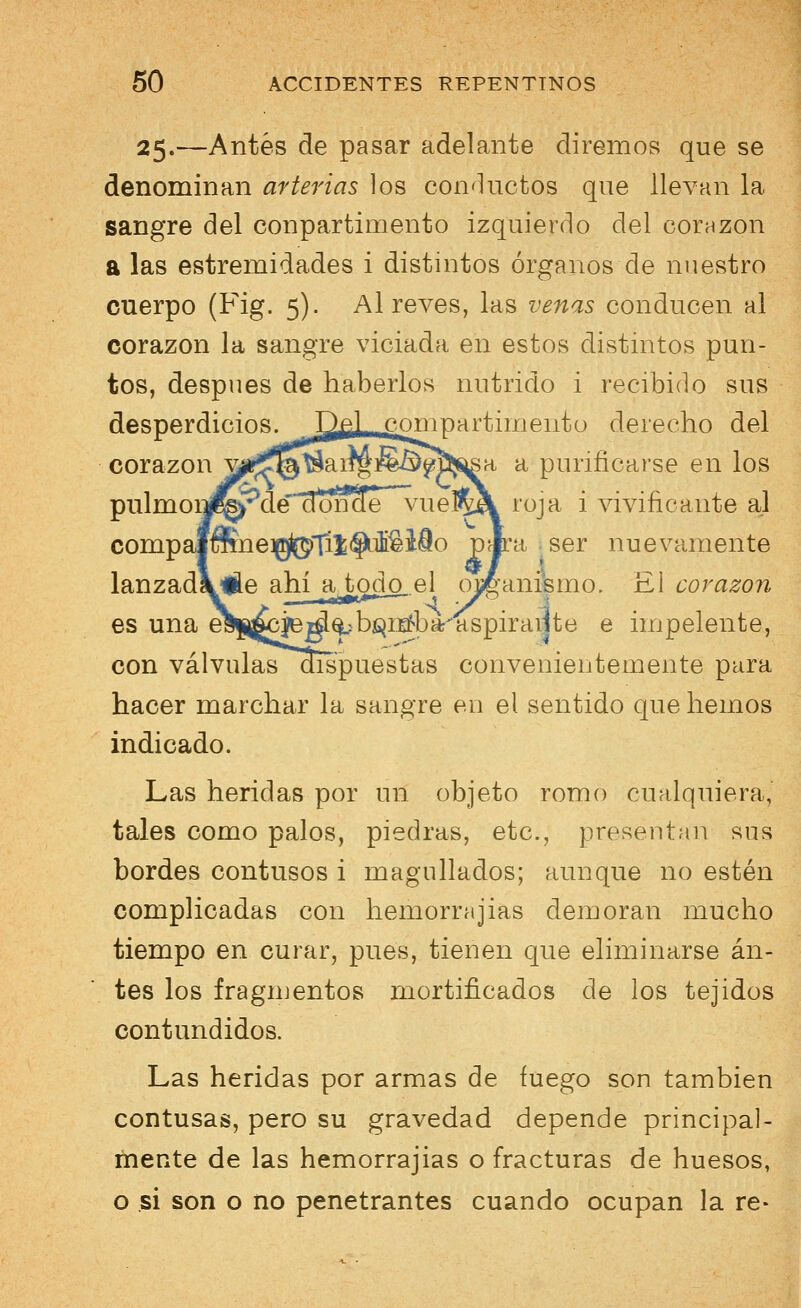 25.—Antes de pasar adelante diremos que se denominan arterias los conductos que llevan la sangre del conpartimento izquierdo del corazón a las estremidades i distintos órganos de nuestro cuerpo (Fig. 5). Al revés, las venas conducen al corazón la sangre viciada en estos distintos pun- tos, después de haberlos nutrido i recibido sus desperdicios. Hel compartimento derecho del corazón v^^^aiífS^ííj^sa a purificarse en los pulmoijfejpde' donae vuel^A roja i vivificante al compa|iíme]g(5)TiÍ(^^e¿MO P^a ser nuevamente lanzadk'ile ahí a todo,.el organismo. El corazón es una eaj&^^^íb^rjafbar'aspiraijte e impelente, con válvulas dispuestas convenientemente para hacer marchar la sangre en el sentido que hemos indicado. Las heridas por un objeto romo cualquiera, tales como palos, piedras, etc., presentan sus bordes contusos i magullados; aunque no estén complicadas con hemorrajias demoran mucho tiempo en curar, pues, tienen que eliminarse an- tes los fragmentos mortificados de los tejidos contundidos. Las heridas por armas de fuego son también contusas, pero su gravedad depende principal- mente de las hemorrajias o fracturas de huesos, o si son o no penetrantes cuando ocupan la re-