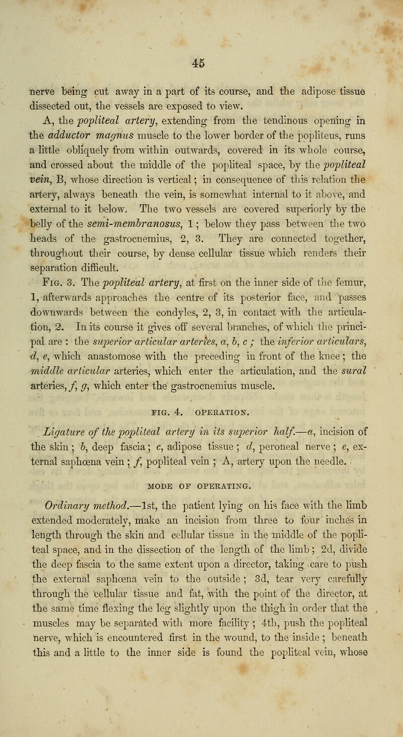 nerve being cut away in a part of its course, and the adipose tissue dissected out, the vessels are exposed to view. A, the popliteal artery, extending from the tendinous opening in the adductor magnus muscle to the lower border of the popliteus, runs a little obliquely from within outwards, covered in its whole course, and crossed about the middle of the popliteal space, by the popliteal vein, B, whose direction is vertical; in consequence of this relation the artery, always beneath the vein, is somewhat internal to it above, and external to it below. The two vessels are covered superiorly by the belly of the semi-membranosus, 1; below they pass between the two heads of the gastrocnemius, 2, 3. They are connected together, throughout their course, by dense cellular tissue which renders their separation difficult. Fig. 3. The popliteal artery, at first on the inner side of the femur, 1, afterwards approaches the centre of its posterior face, and passes downwards between the condyles, 2, 3, in contact with the articula- tion, 2. In its course it gives off several branches, of which the princi- pal are : the superior articular arteries, a, b, c ; the inferior articulars, d, e, which anastomose with the preceding in front of the knee; the middle articular arteries, which enter the articulation, and the sural arteries,/, g, which enter the gastrocnemius muscle. FIG. 4. OPERATION. Ligature of the popliteal artery in its superior half.—a, incision of the skin ; b, deep fascia; c, adipose tissue ; cl, peroneal nerve ; e, ex- ternal saphcena vein; /, popliteal vein ; A, artery upon the needle. MODE OF OPERATING. Ordinary method.—1st, the patient lying on his face with the limb extended moderately, make an incision from three to four inches in length through the skin and cellular tissue in the middle of the popli- teal space, and in the dissection of the length of the limb; 2d, divide the deep fascia to the same extent upon a director, taking care to push the external saphcena vein to the outside ; 3d, tear very carefully through the cellular tissue and fat, with the point of the director, at the same time flexing the leg slightly upon the thigh in order that the muscles may be separated with more facility ; 4th, push the popliteal nerve, which is encountered first in the wound, to the inside ; beneath this and a little to the inner side is found the popliteal vein, whose