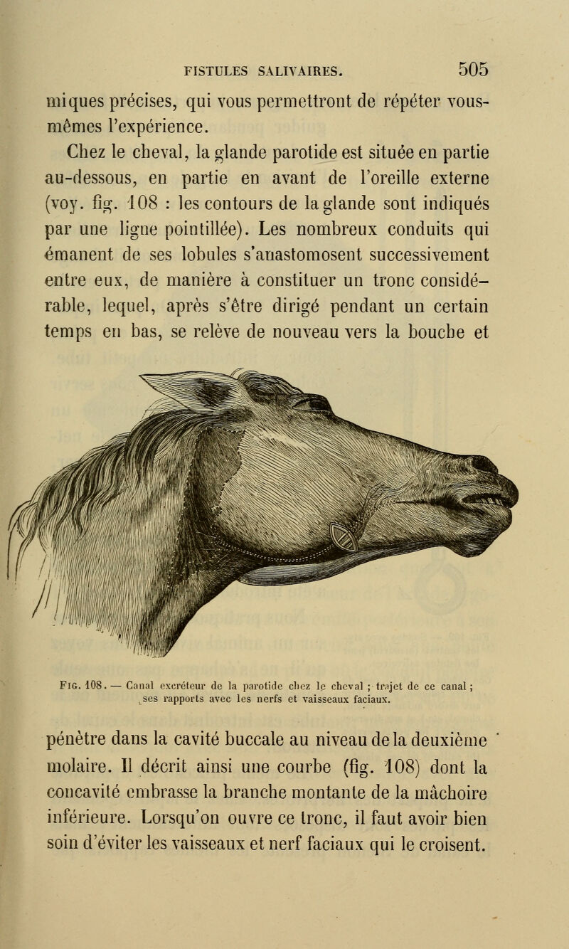 iniques précises, qui vous permettront de répéter vous- mêmes l'expérience. Chez le cheval, la glande parotide est située en partie au-dessous, en partie en avant de l'oreille externe (voy. fig. 108 : les contours de la glande sont indiqués par une ligne pointillée). Les nombreux conduits qui émanent de ses lobules s'anastomosent successivement entre eux, de manière à constituer un tronc considé- rable, lequel, après s'être dirigé pendant un certain temps en bas, se relève de nouveau vers la bouche et Fig. 108.— Canal excréteur de la parotide chez le cheval ;• trajet de ce canal; ses rapports avec les nerfs et vaisseaux faciaux. pénètre dans la cavité buccale au niveau delà deuxième molaire. Il décrit ainsi une courbe (fig. 108) dont la concavité embrasse la branche montante de la mâchoire inférieure. Lorsqu'on ouvre ce tronc, il faut avoir bien soin d'éviter les vaisseaux et nerf faciaux qui le croisent.