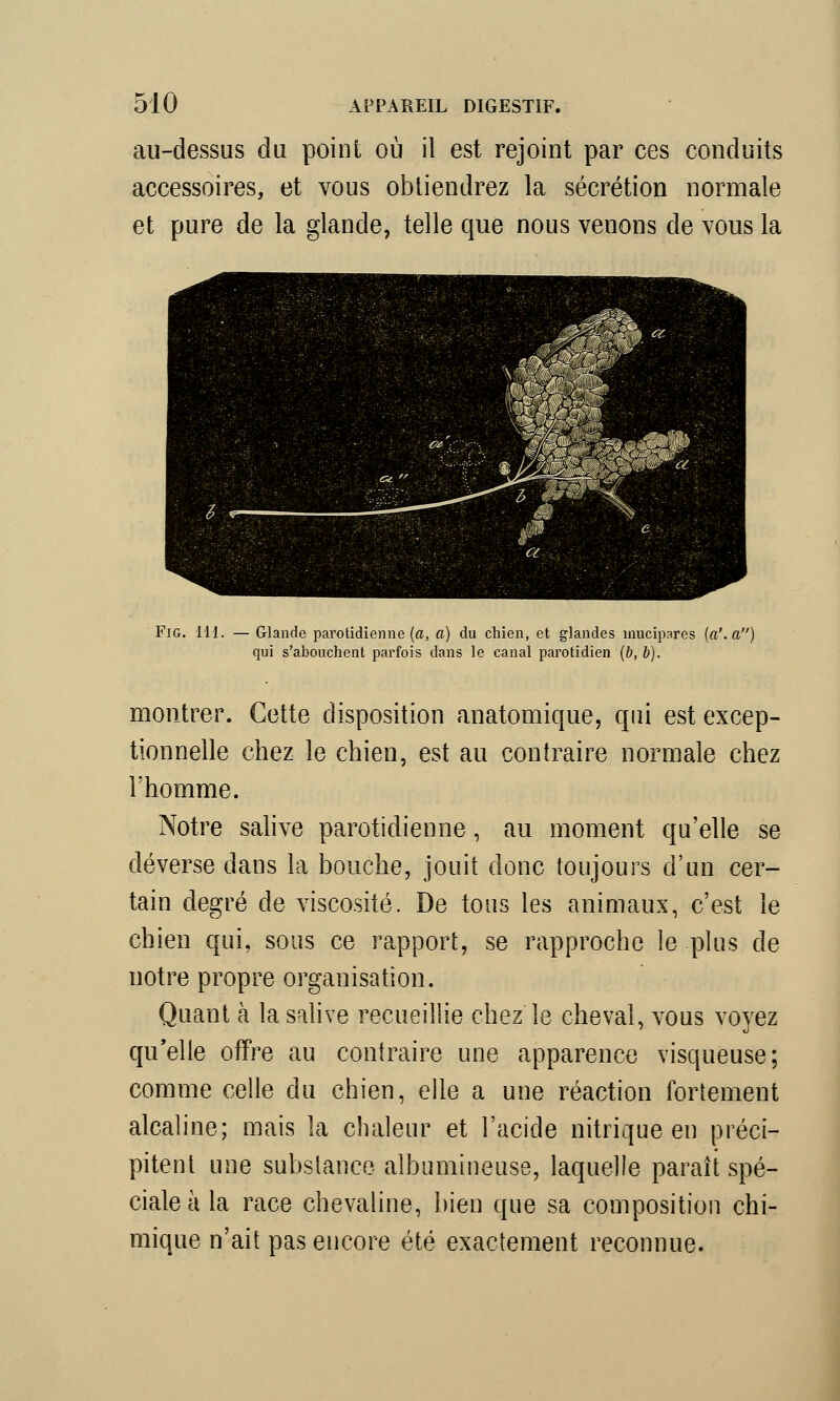 au-dessus du point où il est rejoint par ces conduits accessoires, et vous obtiendrez la sécrétion normale et pure de la glande, telle que nous venons de vous la Fig. 111. — Glande parotidienne (a, a) du chien, et glandes mucipares {a', a) qui s'abouchent parfois dans le canal parotidien (b, b). montrer. Cette disposition anatomique, qui est excep- tionnelle chez le chien, est au contraire normale chez l'homme. Notre salive parotidienne, au moment qu'elle se déverse dans la bouche, jouit donc toujours d'un cer- tain degré de viscosité. De tous les animaux, c'est le chien qui, sous ce rapport, se rapproche le plus de notre propre organisation. Quant à la salive recueillie chez le cheval, vous voyez qu'elle offre au contraire une apparence visqueuse; comme celle du chien, elle a une réaction fortement alcaline; mais la chaleur et l'acide nitrique en préci- pitent une substance albumineuse, laquelle paraît spé- ciale à la race chevaline, bien que sa composition chi- mique n'ait pas encore été exactement reconnue.