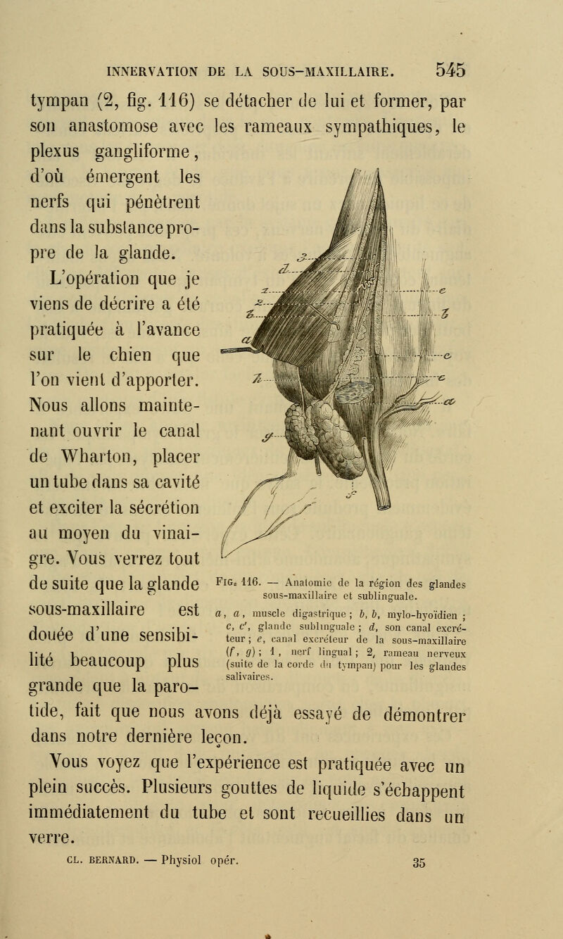 tympan (2, fîg. 116) se détacher de lui et former, par son anastomose avec les rameaux sympathiques, le plexus gangliforme, d'où émergent les nerfs qui pénètrent dans la substance pro- pre de la glande. L'opération que je viens de décrire a été pratiquée à l'avance sur le chien que Ton vient d'apporter. Nous allons mainte- nant ouvrir le canal de Wharton, placer un tube dans sa cavité et exciter la sécrétion au moyen du vinai- gre. Vous verrez tout de suite que la glande sous-maxillaire est douée d'une sensibi- lité beaucoup plus grande que la paro- tide, fait que nous avons déjà essayé de démontrer dans notre dernière leçon. Vous voyez que l'expérience est pratiquée avec un plein succès. Plusieurs gouttes de liquide s'échappent immédiatement du tube et sont recueillies dans un verre. cl. Bernard. — Physiol opér. 35 FlGa 116. — Analomie de la région des glandes sous-maxillaire et sublinguale. a, a, muscle digastrique ; b, b, mylo-hyoïdien ; c, c', glande sublinguale ; d, son canal excré- teur ; e, canal excréteur de la sous-maxillaire (f, g) ; 1 , nerf lingual; 2, rameau nerveux (suite de la corde du tympan) pour les glandes salivaires.