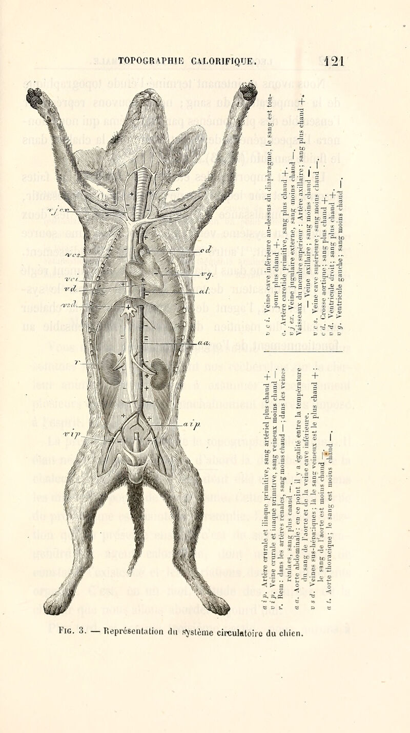 FiG. 3. — Représentation fin s^sslème cireulaloiic du chien.