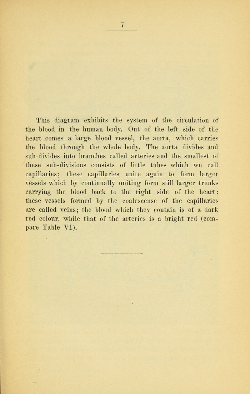 This diagram exhibits the system of the circulatiuu of the blood in the human body. Out of the left side of the heart comes a large blood vessel, the aorta, which carries the blood through the whole body. The aorta divides and sub-divides into branches called arteries and the smallest of these sub-divisions consists of little tubes which we call capillaries: these capillaries unite again to form larger vessels which by continually uniting form still larger trunks carrying the blood back to the right side of the heart: these vessels formed by the coalescense of the capillaries are called veins; the blood which they contain is of a dark red colour, while that of the arteries is a bright red (com- pare Table VI).