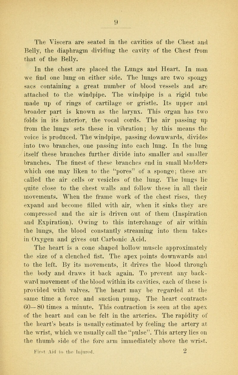 The Viscera are seated in the cavities of the Chest and Belly, the diaphragm dividing- the cavity of the Chest from that of the Belly. In the chest are placed the Lungs and Heart. In man we find one lung on either side. The lungs are two spongy sacs containing a great number of blood vessels and are attached to the windpipe. The windpipe is a rigid tube made up of rings of cartilage or gristle. Its upper and broader part is known as the larynx. This organ has two folds in its interior, the vocal cords. The air passing up from the lungs sets these in vibration; by this means the voice is produced. The windpipe, passing downwards, divides into two branches, one passing into each lung. In the lung itself these branches further divide into smaller and smaller branches. The finest of these branches end in small bladders which one may liken to the 'pores of a sponge; these are called the air cells or vesicles of the lung. The lungs lie quite close to the chest walls and follow these in all theii movements. When the frame work of the chest rises, they expand and become filled with air, when it sinks they are compressed and the air is driven out of them (Inspiration and Expiration). Owing to this interchange of air within the lungs, the blood constantly streaming into them takes in Oxygen and gives out Carbonic Acid. The heart is a cone shaped hollow muscle approximately the size of a clenched fist. The apex points downwards and to the left. By its movements, it drives the blood through the body and draws it back again. To prevent any back- ward movement of the blood within its cavities, each of these is provided with valves. The heart may be regarded at the same time a force and suction pump. The heart contracts 60—80 times a minute. This contraction is seen at the apex of the heart and can be felt in the arteries. The rapidity of the heart's beats is usually estimated by feeling the artery at the wrist, which we usually call the pulse. This artery lies on the thumb side of the fore arm immediately above the wrist. First Aid to the Injurorl. 2