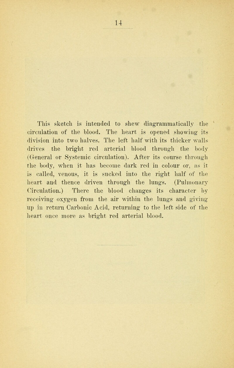 This sketch is intended to shew diagrammatically the circulation of the blood. The heart is opened showing its division into two halves. The left half with its thicker walls drives the hright red arterial blood through the body (General or Sj^stemic circulation). After its course through the body, when it has become dark red in colour or, as it is called, venous, it is sucked into the right half of the heart and thence driven through the lungs. (Pulmonary Circulation.) There the blood changes its character by receiving oxygen from the air within the lungs and giving up in return Carbonic Acid, returning to the left side of the heart once more as bright red arterial blood.