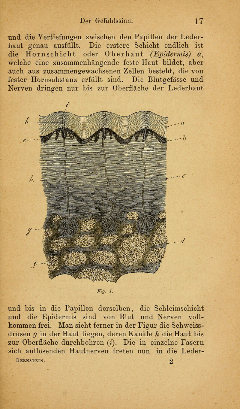 und die Vertiefungen zwischen den Papillen der Leder- haut genau ausfüllt. Die erstere Schicht endlich ist die Hornschicht oder Oberhaut (Epidermis) a, welche eine zusammenhängende feste Haut bildet, aber auch aus zusammengewachsenen Zellen besteht, die von fester Hornsubstanz erfüllt sind. Die Blutgefässe und Nerven dringen nur bis zur Oberfläche der Lederhaut e---- ,' ii -h ■ c ,--d Fig. 1. und bis in die Papillen derselben, die Schleimschicht und die Epidermis sind von Blut und Nerven voll- kommen frei. Man sieht ferner in der Figur die Schweiss- drüsen g in der Haut liegen, deren Kanäle h die Haut bis zur Oberfläche durchbohren («). Die in einzelne Fasern sich auflösenden Hautnerven treten nun in die Leder- Beenstein. 2