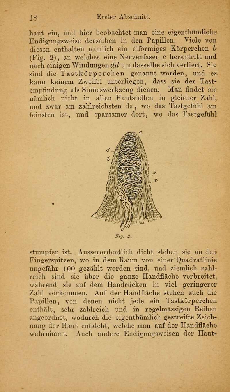 haut ein, und hier beobachtet man eine eigenthümliche Endigungsweise derselben in den Papillen. Viele von diesen enthalten nämlich ein eiförmiges Körperchen h (Fig. 2), an welches eine Nervenfaser c herantritt und nach einigen Windungen cZfZ um dasselbe sich verliert. Sie sind die Tastkörperchen genannt worden, und es kann keinem Zweifel unterliegen, dass sie der Tast- empfindung als Sinneswerkzeug dienen. Man findet sie^ nämlich nicht in allen Hautstellen in gleicher Zahl, und zwar am zahlreichsten da, wo das Tastgefühl am feinsten ist, und sparsamer dort, wo das Tastgefühl stumpfer ist. Ausserordentlich dicht stehen sie an den Fingerspitzen, wo in dem Raum von einer Quadratlinie ungefähr 100 gezählt worden sind, und ziemlich zahl- reich sind sie über die ganze Handfläche verbreitet, während sie auf dem Handrücken in viel geringerer Zahl vorkommen. Auf der Handfläche stehen auch die Papillen, von denen nicht jede ein Tastkörperchen enthält, sehr zahlreich und in regelmässigen Reihen angeordnet, wodurch die eigenthümlich gestreifte Zeich- nung der Haut entsteht, welche man auf der Handfläche wahrnimmt. Auch andere Endigungsweisen der Haut-