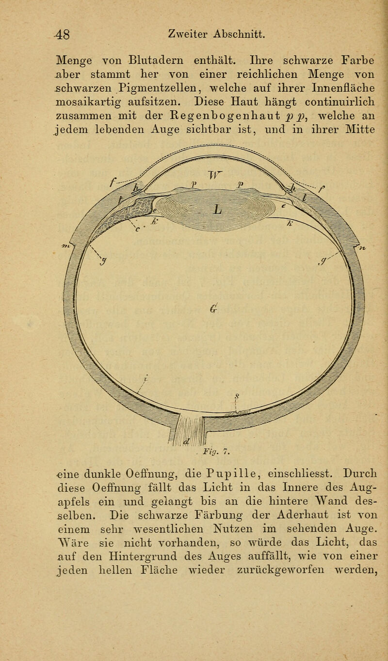 Menge von Blutadern enthält. Ihre schwarze Farbe über stammt her von einer reichlichen Menge von schwarzen Pigmentzellen, welche auf ihrer Innenfläche mosaikartig aufsitzen. Diese Haut hängt continuirlich zusammen mit der Regenbogenhaut jp^, welche an jedem lebenden Auge sichtbar ist, und in ihrer Mitte Fig. 7. ■eine dunkle Oeffnung, die Pupille, einschliesst. Durch diese Oefinung fällt das Licht in das Innere des Aug- apfels ein und gelangt bis an die hintere Wand des- selben. Die schwarze Färbung der Aderhaut ist von einem sehr wesentlichen Nutzen im sehenden Auge. Wäre sie nicht vorhanden, so würde das Licht, das auf den Hintergrund des Auges auffällt, wie von einer jeden hellen Fläche wieder zurückgeworfen werden,