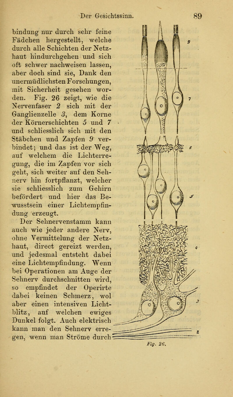 bindung nur durch sehr feine Fädchen hergestellt, welche durch alle Schichten der Netz- haut hindurchgehen und sich oft schwer nachweisen lassen, aber doch sind sie, Dank den unermüdlichsten Forschungen, mit Sicherheit gesehen wor- den. Fig. 26 zeigt, wie die Nervenfaser 2 sich mit der Ganglienzelle 3, dem Korne der Körner schichten 5 und 7 und schliesslich sich mit den Stäbchen und Zapfen 9 ver- bindet; und das ist der Weg, auf welchem die Lichterre- gung, die im Zapfen vor sich geht, sich weiter auf den Seh- nerv hin fortpflanzt, welcher sie schliesslich zum Gehirn befördert und hier das Be- wusstsein einer Lichtempfin- dung erzeugt. Der Sehnervenstamm kann auch wie jeder andere Nerv, ohne Vermittelung der Netz- haut, direct gereizt werden, und jedesmal entsteht dabei eine Lichtempfindung. Wenn bei Operationen am Auge der Sehnerv durchschnitten wird, so empfindet der Operirte dabei keinen Schmerz, wol aber einen intensiven Licht- blitz, auf welchen ewiges Dunkel folgt. Auch elektrisch kann man den Sehnerv erre- gen, wenn man Ströme durch Fi ff. 26.