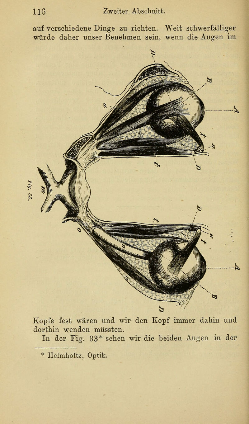 auf verscliiedene Dinge zu richten. Weit schwerfälliger würde daher unser Benehmen sein, wenn die Augen im 5^ Kopfe fest wären und wir den Kopf immer dahin und dorthin wenden müssten. In der Fig. 33* sehen wir die beiden Augen in der * Helmholtz, Optik.