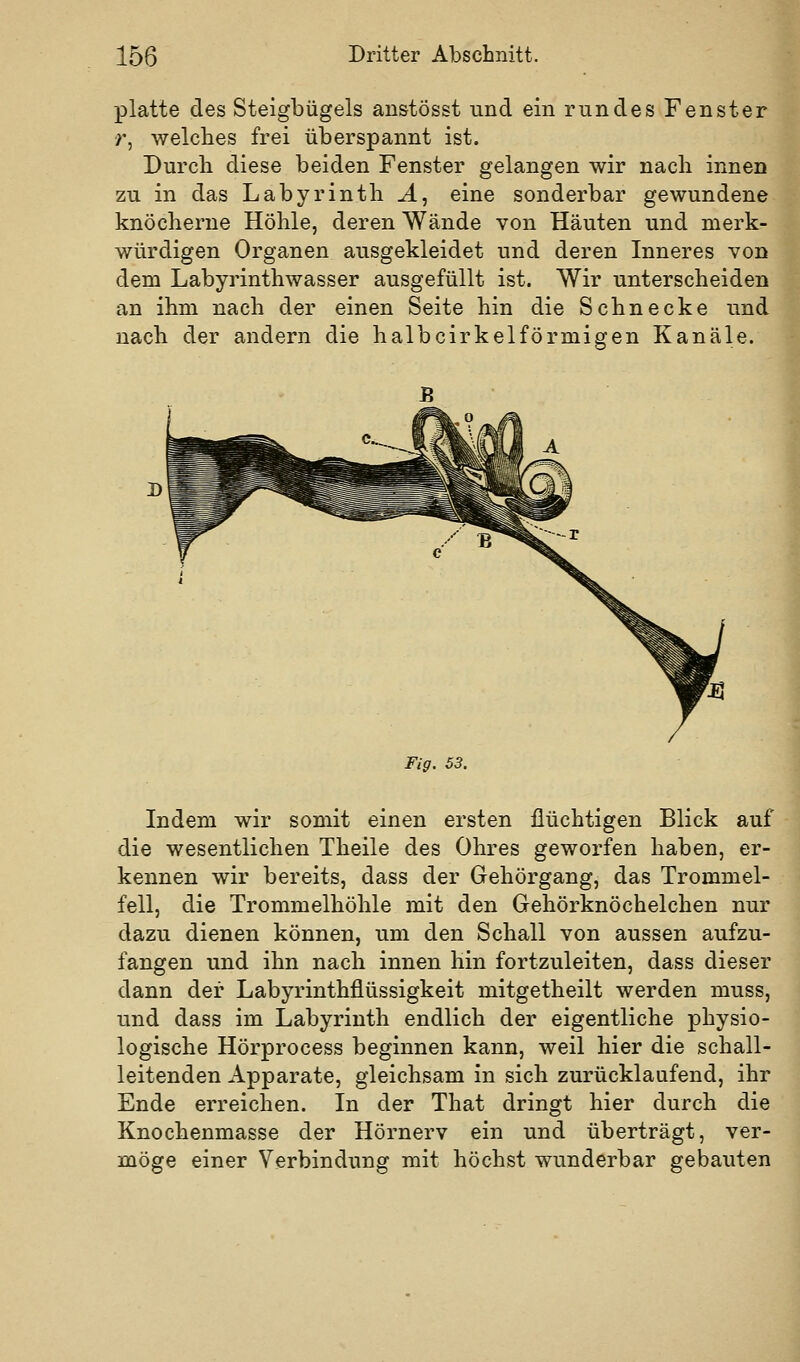 platte des Steigbügels anstösst und ein rundes Fenster r, welches frei überspannt ist. Durch diese beiden Fenster gelangen wir nach innen zu in das Labyrinth Ä, eine sonderbar gewundene knöcherne Höhle, deren Wände von Häuten und merk- würdigen Organen ausgekleidet und deren Inneres von dem Labyrinthwasser ausgefüllt ist. Wir unterscheiden an ihm nach der einen Seite hin die Schnecke und nach der andern die halbcirkelförmigen Kanäle. Fig. 53. Indem wir somit einen ersten flüchtigen Blick auf die wesentlichen Theile des Ohres geworfen haben, er- kennen wir bereits, dass der Gehörgang, das Trommel- fell, die Trommelhöhle mit den Gehörknöchelchen nur dazu dienen können, um den Schall von aussen aufzu- fangen und ihn nach innen hin fortzuleiten, dass dieser dann der Labyrinthflüssigkeit mitgetheilt werden muss, und dass im Labyrinth endlich der eigentliche physio- logische Hörprocess beginnen kann, weil hier die schall- leitenden Apparate, gleichsam in sich zurücklaufend, ihr Ende erreichen. In der That dringt hier durch die Knochenmasse der Hörnerv ein und überträgt, ver- möge einer Verbindung mit höchst wunderbar gebauten