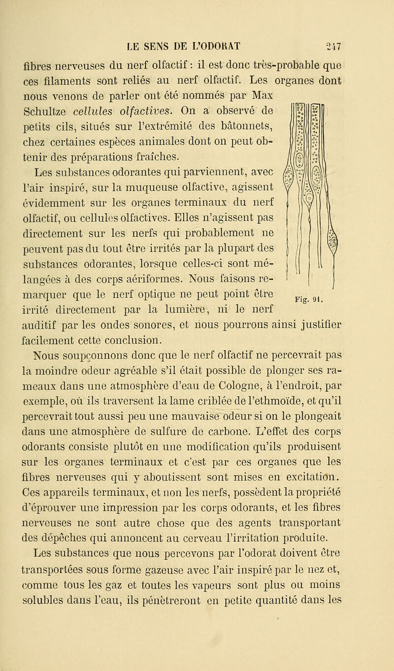 Fig. 91. fibres nerveuses du nerf olfactif : il est donc très-probable que ces filaments sont reliés au nerf olfactif. Les organes dont nous venons de parler ont été nommés par Max Schultze cellules olfactives. On a observé de petits cils, situés sur l'extrémité des bâtonnets, chez certaines espèces animales dont on peut ob- tenir des préparations fraîches. Les substances odorantes qui parviennent, avec l'air inspiré, sur la muqueuse olfactive, agissent évidemment sur les organes terminaux du nerf olfactif, ou cellules olfactives. Elles n'agissent pas directement sur les nerfs qui probablement ne peuvent pas du tout être irrités par la plupart des substances odorantes, lorsque celles-ci sont mé- langées à des corps aériformes. Nous faisons re- marquer que le nerf optique ne peut point être irrité directement par la lumière, ni le nerf auditif par les ondes sonores, et nous pourrons ainsi justifier facilement cette conclusion. Nous soupçonnons donc que le nerf olfactif ne percevrait pas la moindre odeur agréable s'il était possible de plonger ses ra- meaux dans une atmosphère d'eau de Cologne, à l'endroit, par exemple, où ils traversent la lame criblée de l'ethmoïde, et qu'il percevrait tout aussi peu une mauvaise odeur si on le plongeait dans une atmosphère de sulfure de carbone. L'effet des corps odorants consiste plutôt en une modification qu'ils produisent sur les organes terminaux et c'est par ces organes que les fibres nerveuses qui y aboutissent sont mises en excitation. Ces appareils terminaux, et non les nerfs, possèdent la propriété d'éprouver une impression par les corps odorants, et les fibres nerveuses ne sont autre chose que des agents transportant des dépêches qui annoncent au cerveau l'irritation produite. Les substances que nous percevons par l'odorat doivent être transportées sous forme gazeuse avec l'air inspiré par le nez et, comme tous les gaz et toutes les vapeurs sont plus ou moins solubles dans l'eau, ils pénétreront en petite quantité dans les