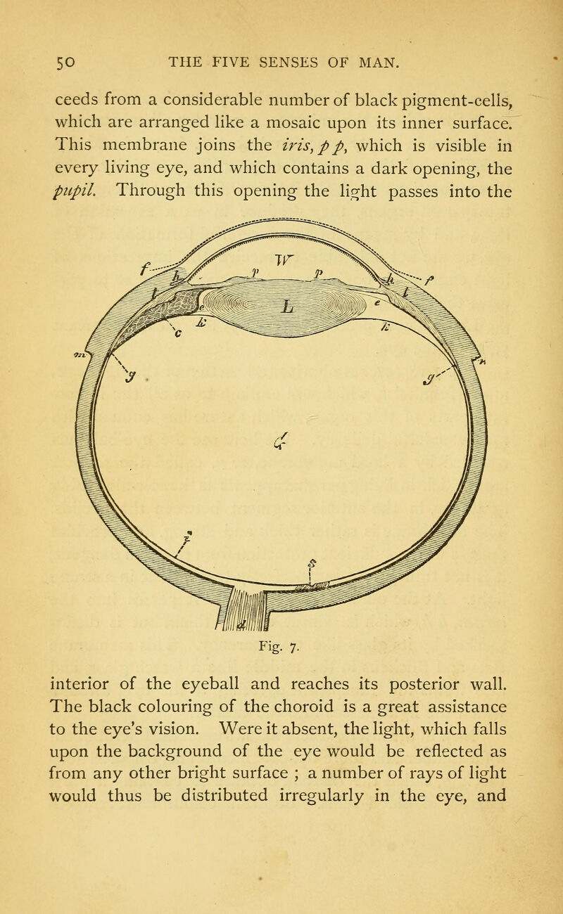 ceeds from a considerable number of black pigment-cells, which are arranged like a mosaic upon its inner surface. This membrane joins the iris, p p, which is visible in every living eye, and which contains a dark opening, the pupil. Through this opening the light passes into the Fig. 7- interior of the eyeball and reaches its posterior wall. The black colouring of the choroid is a great assistance to the eye's vision. Were it absent, the light, which falls upon the background of the eye would be reflected as from any other bright surface ; a number of rays of light would thus be distributed irregularly in the eye, and