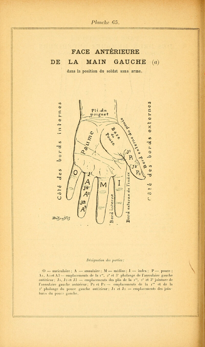 FACE ANTERIEURE DE LA MAIN GAUCHE (a) dans la position du soldat sans arme. -5 o 3)^ou^\t: Désirjnalion des parties : O — auriculaire ; A — annulaire ; M — médius; I -—• index ; P — pouce ; Ai, a2 et A3 — emplacements de la i'°, 2° et 3 phalange de l'annulaire gauche antérieur; Ji, .la et J3 — emplacements des plis de la 1''°, 2° et 3° jointure de l'annulaire gauche antérieur; Pi et P2— emplacements de la i et de la 2° phalange du pouce gauche antérieur; Ji et J2 — emplacements des join- tures du poiK'3 gauche.