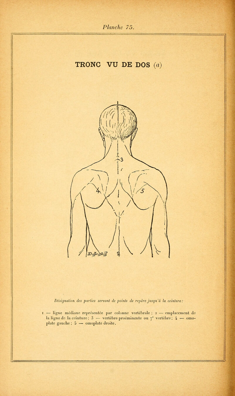 TRONC VU DE DOS (a) Désignation des parties servant de points de repère jusqu'à la ceinture: I — ligne médiane représentée par colonne vertébrale ; 2 — emplacement de la ligne do la ceintui'C ; 3 — vertèbre proéminente ou 7° vertèbre ; 4 — omo- plate gauche; 5 — omoplate droite.