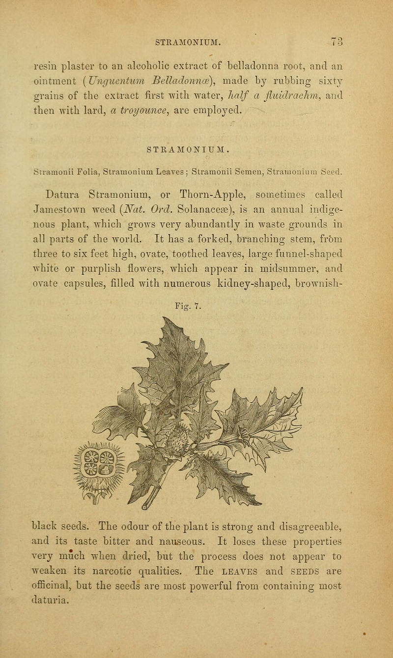 STRAMONIUM. resin plaster to an alcoholic extract of belladonna root, and an ointment (Unguentum Belladonnce), made by rubbing sixty grains of the extract first with water, Jialf a jluidraclim, and then with lard, a troyounce, are employed. STRAMONIUM. Stramouii Folia, Stramonium Leaves ; Stramonii Semen, Stramonium Seed. Datura Stramonium, or Thorn-Apple, sometimes called Jamestown weed {Nat. Ord. Solanacens), is an annual indige- nous plant, which grows very abundantly in waste grounds in all parts of the world. It has a forked, branching stem, from three to six feet high, ovate, toothed leaves, large funnel-shaped white or purplish flowers, which appear in midsummer, and ovate capsules, filled with numerous kidney-shaped, brownish- Fig. 7. black seeds. The odour of the plant is strong and disagreeable, and its taste bitter and nauseous. It loses these properties very much when dried, but the process does not appear to weaken its narcotic qualities. The leaves and seeds are officinal, but the seeds are most powerful from containing most daturia.