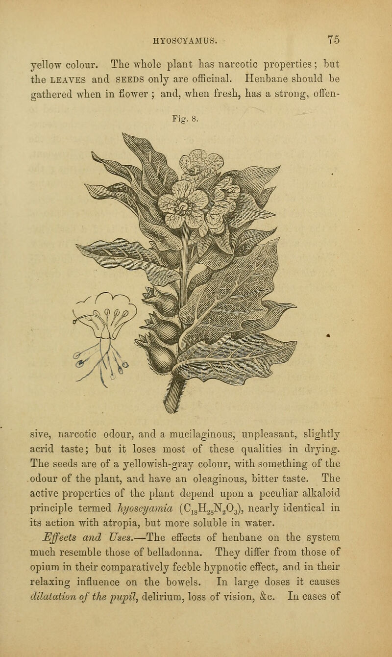 yellow colour. The whole plant has narcotic properties; but the LEAVES and seeds only are officinal. Henbane should be gathered when in fiower ; and, when fresh, has a strong, offen- Fig. 8. sive, narcotic odour, and a mucilaginous, unpleasant, slightly acrid taste; but it loses most of these qualities in drying. The seeds are of a yellowish-gray colour, with something of the .odour of the plant, and have an oleaginous, bitter taste. The active properties of the plant depend upon a peculiar alkaloid principle termed hyoseyamia (CigH28N203), nearly identical in its action with atropia, but more soluble in water. Effects and Uses.—The effects of henbane on the system much resemble those of belladonna. They differ from those of opium in their comparatively feeble hypnotic effect, and in their relaxing influence on the bowels. In large doses it causes dilatation of the pupil, delirium, loss of vision, &c. In cases of