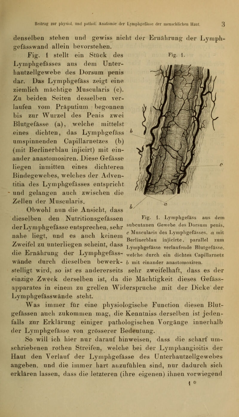 denselben stehen und gewiss niclit der Ernälirnng' der Lyniph- gefässwand allein bevorstehen. Fig. 1 stellt ein Stück des Fig- 1. Lymphgefässes aus dem Unter- hautzellgewebe des Dorsum penis dar. Das Lyniphgefäss zeigt eine ziemlich mächtige Muscularis (c). Zu beiden Seiten desselben ver- laufen vom Präputium begonnen bis zur Wurzel des Penis zwei Blutgefässe (a), welche mittelst eines dichten, das Lymphgefäss umspinnenden Capillarnetzes (b) (mit Berlinerblau injicirt) mit ein- ander anastomosiren. Diese Gefässe liegen inmitten eines dichteren Bindegewebes, welches der Adven- titia des Lymphgefässes entspricht und gelangen auch zwischen die Zellen der Muscularis. Obwohl nun die Ansicht, dass dieselben den Nutritionsgefässen derLymphgefäSSe entsprechen, sehr «^cutanen Gewebe des Dorsum penis, 1 •• , , 11- c Muscularis des Lyraphp-efüsses, a mit nahe liegt, und es auch keinem „ , . . . BerJinerDlau injicirte. parallel zum Zweifel zu unterliegen scheint, dass r , ,..  , ,. , ^j, , r.. c» ' Jjymphgetasse verlautende Blutgefässe, die Ernährung der Lymphgefäss- .welche durch ein dichtes Capillarnetz wände durch dieselben bewerk- h mit einander anastomosiren. stelligt wird, so ist es andererseits sehr zweifelhaft, dass es der einzige Zweck derselben ist, da die Mächtigkeit dieses Grefäss- apparates in einem zu grellen Widerspruche mit der Dicke der Lymphgefässwände steht. Was immer für eine physiologische Function diesen Blut- gefässen auch zukommen mag, die Kenntniss derselben ist jeden- falls zur Erklärung einiger pathologischen Vorgänge innerhalb der Lymphgefässe von grösserer Bedeutung. So will ich hier nur darauf hinweisen, dass die scharf um- schriebenen rothen Streifen, welche bei der Lymphangioitis der Haut den Verlauf der Lymphgefässe des Unterhautzellgewebes angeben, und die immer hart anzufühlen sind, nur dadurch sich erklären lassen, dass die letzteren (ihre eigenen) ihnen vorwiegend i -- Fig. 1. Lymphgefäss aus dem