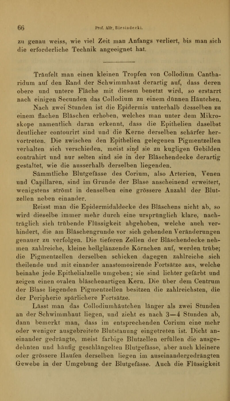 ZU genau weiss, wie viel Zeit man Anfangs verliert, bis man sich die erforderliche Technik angeeignet hat. Träufelt man einen kleinen Tropfen von Collodium Cantha- ridum auf den Eand der Schwimmhaut derartig auf, dass deren obere und untere Fläche mit diesem benetzt wird, so erstarrt nach einigen Secunden das Collodium zu einem dünnen Häutchen. Nach zwei Stunden ist die Epidermis unterhalb desselben zu einem flachen Bläschen erhoben, welches man unter dem Mikro- skope namentlich daran erkennt, dass die Epithelien daselbst deutlicher contourirt sind und die Kerne derselben schärfer her- vortreten. Die zwischen den Epithelien gelegenen Pigmentzellen verhalten sich verschieden, meist sind sie zu kugligen Gebilden contrahirt und nur selten sind sie in der Bläschendecke derartig gestaltet, wie die ausserhalb derselben liegenden. Sämmtliche Blutgefässe des Corium, also Arterien, Venen und Capillaren, sind im Grunde der Blase anscheinend erweitert, wenigstens strömt in denselben eine grössere Anzahl der Blut- zellen neben einander. Reisst man die Epidermidaldecke des Bläschens nicht ab, so wird dieselbe immer mehr durch eine ursprünglich klare, nach- träglich sich trübende Flüssigkeit abgehoben, welche auch ver- hindert, die am Bläschengrunde vor sich gehenden Veränderungen genauer zu verfolgen. Die tieferen Zellen der Bläschendecke neh- men zahlreiche, kleine hellglänzende Körnchen auf, werden trübe; die Pigmentzellen derselben schicken dagegen zahlreiche sich theilende und mit einander anastomosirende Fortsätze aus, welche beinahe jede Epithelialzelle umgeben; sie sind lichter gefärbt und zeigen einen ovalen bläschenartigen Kern. Die über dem Centrum der Blase liegenden Pigmentzellen besitzen die zahlreichsten, die der Peripherie spärlichere Fortsätze. Lässt man das Collodiumhäutchen länger als zwei Stunden an der Schwimmhaut liegen, und zieht es nach 3—4 Stunden ab, dann bemerkt man, dass im entsprechenden Corium eine mehr oder weniger ausgebreitete Blutstauung eingetreten ist. Dicht an- einander gedrängte, meist farbige Blutzellen erfüllen die ausge- dehnten und häufig geschlängelteu Blutgefässe, aber auch kleinere oder grössere Haufen derselben liegen im auseinandergedrängten Gewebe in der Umgebung der Blutgefässe. Auch die Flüssigkeit