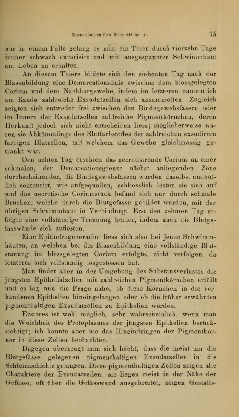 mir in einem Falle gelang- es nur, ein Thier durch vierzehn Tage immer schwach curarisirt und mit ausgespannter Schwimmhaut am Leben zu erhalten. An diesem TJiiere bildete sich den siebenten Tag nach der Blasenbildung eine Demarcationslinie zwischen dem blossgelegteu Corium und dem Nachbargewebe, indem im letzteren namentlich am Rande zahlreiche Exsudatzellen sich ansammelten. Zugleich zeigten sich entweder frei zwischen den Bindegewebsfasern oder im Innern der Exsudatzellen zahlreiche Pigmentkörnchen, deren Herkunft jedoch sich nicht entscheiden Hess; möglicherweise wa- ren sie Abkömmlinge des Blutfarbstoffes der zahlreichen exsudirten farbigen Blutzellen, mit welchem das Glewebe gleichmässig ge- tränkt war. Den achten Tag erschien das necrotisirende Corium an einer schmalen, der Demarcationsgrenze nächst anliegenden Zone durchscheinender, die Bindegewebsfasern wurden daselbst undeut- lich contourirt, wie aufgequollen, schliesslich lösten sie sich auf und das necrotische Coriumstück befand sich nur durch schmale Brücken, welche durch die Blutgefässe gebildet wurden, mit der übrigen Schwimmhaut in Verbindung. Erst den zehnten Tag er- folgte eine vollständige Trennung beider, indem auch die Blutge- fässwände sich auflösten. Eine Epithelregeneration Hess sich also bei jenen Schwimm- häuten, an welchen bei der Blasenbildung eine vollständige Blut- stauung im blossgelegten Corium erfolgte, nicht verfolgen, da letzteres sich vollständig losgestossen hat. Man findet aber in der Umgebung des Substanzverlustes die jüngsten Epithelialzellen mit zahlreichen Pigmentkörnchen erfüllt und es lag nun die Frage nahe, ob diese Körnchen in die vor- handenen Epithelien hineingelangen oder ob die früher erwähnten pigmenthaltigen Exsudatzellen zu Epithelien werden. Ersteres ist wohl möglich, sehr wahrscheinlich, wenn man die Weichheit des Protoplasmas der jüngsten Epithelien berück- sichtigt; ich konnte aber nie das Hineindringen der Pigmentkör- ner in diese Zellen beobachten. Dagegen überzeugt man sich leicht, dass die meist um die Blutgefässe gelegenen pigmenthaltigen Exsudatzellen in die Schleimschichte gelangen. Diese pigmenthaltigen Zellen zeigen alle Charaktere der Exsudatzellen, sie liegen meist in der Nähe der Gefässe, oft über die Gefässwand ausgebreitet, zeigen Gestalts-
