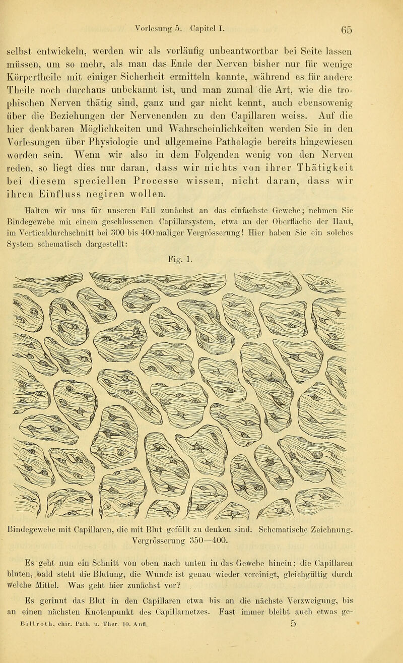 selbst entwickeln, werden wir als vorläufig unbeantwortbar bei Seite lassen müssen, um so mehr, als man das Ende der Nerven bisher nur für wenige Körpertlieile mit einiger Siclierlieit ermitteln konnte, während es für andere Theile noch durchaus unbekannt ist, und man zumal die Art, wie die tro- phischen Nerven thätig sind, ganz und gar nicht kennt, auch ebensowenig über die Beziehungen der Nervenenden zu den Capillaren weiss. Auf die hier denkbaren Möglichkeiten und Wahrscheinlichkeiten werden Sie in den Vorlesungen über Physiologie und allgemeine Pathologie bereits hingewiesen worden sein. Wenn wir also in dem Folgenden wenig von den Nerven reden, so liegt dies nur daran, dass wir nichts von ihrer Thätigkeit bei diesem speciellen Processe wissen, nicht daran, dass wir ihren Einfluss negiren wollen. Halten wir uns für unseren Fall zunächst an das einfachste Gewebe; nehmen Sie Bindegewebe mit einem geschlossenen Capillarsystem, etwa an der Oberfläche der Haut, im Verticaldurchschnitt bei 300 bis 400maliger Vergrösserung! Hier haben Sie ein solches System schematisch dargestellt: Fia-. 1. Bindegewebe mit Capillaren, die mit Blut gefüllt zu denken sind. Schematische Zeichnung. Vergrösserung 350—400. Es geht nun ein Schnitt von oben nach unten in das Gewebe hinein; die Capillaren bluten, bald steht die Blutung, die Wunde ist genau wieder vereinigt, gleichgültig durch welche Mittel. Was geht hier zunächst vor? Es gerinnt das Blut in den Capillaren etwa bis an die nächste Verzweigung, bis an einen nächsten Knotenpunkt des Capillarnetzes. Fast immer bleibt auch etwas ge- Billroth, chir. Patb. u. Ther. 10. Aufl. 5