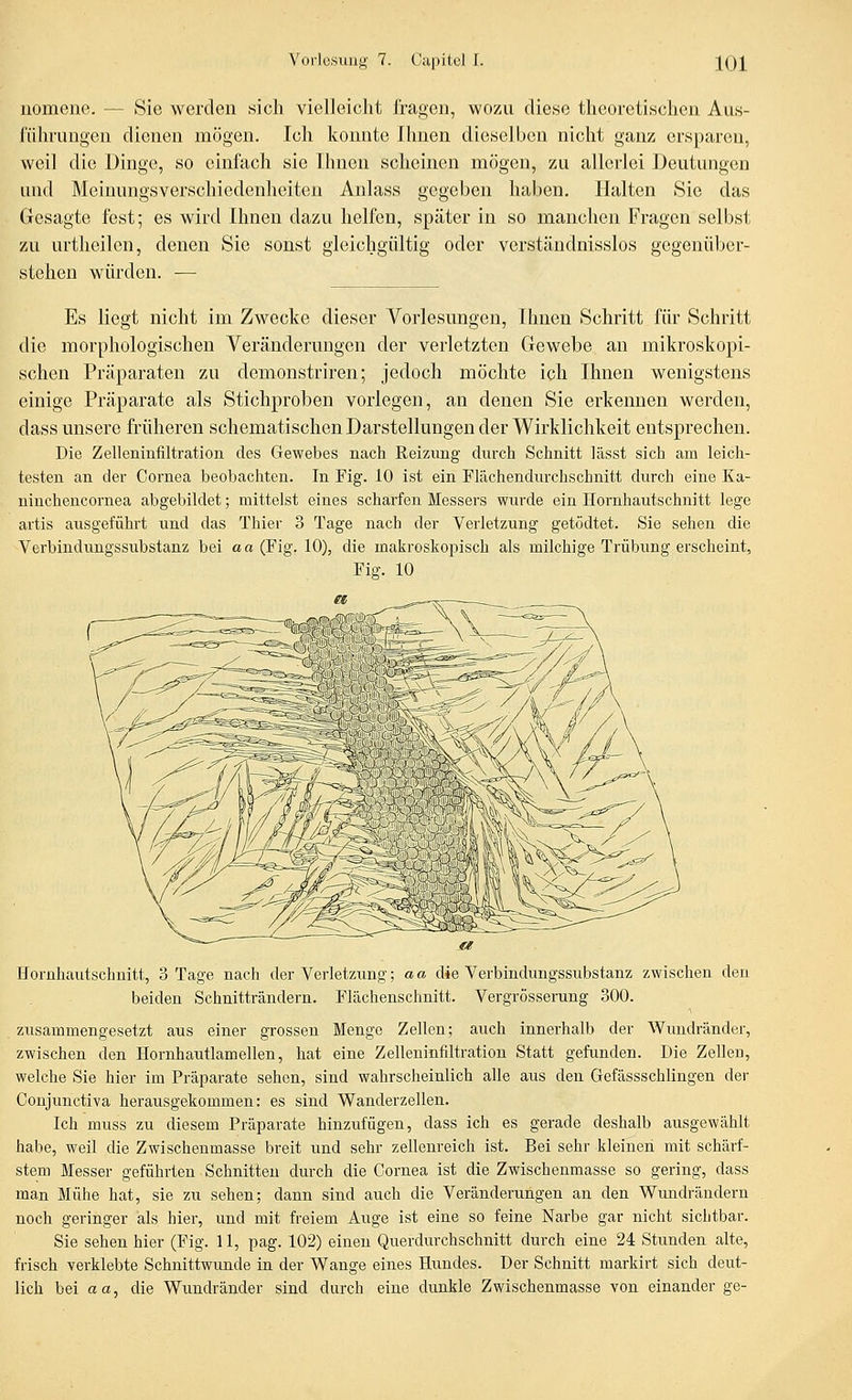 nomene. — Sie werden sich vielleicht fragen, wozu diese theoretischen Aus- führungen dienen mögen. Ich konnte Ihnen dieselben nicht ganz ersparen, weil die Dinge, so einfach sie Ihnen scheinen mögen, zu allerlei Deutungen und Meinungsverschiedenheiten Anlass gegeben haben. Halten Sie das Gesagte fest; es wird Ihnen dazu helfen, später in so manchen Fragen selbst zu urtheilen, denen Sie sonst gleichgültig oder verständnisslos gegenüber- stehen würden. — Es liegt nicht im Zwecke dieser Vorlesungen, Ihnen Schritt für Schritt die morphologischen Veränderungen der verletzten Gewebe an mikroskopi- schen Präparaten zu demonstriren; jedoch möchte ich Ihnen wenigstens einige Präparate als Stichproben vorlegen, an denen Sie erkennen werden, dass unsere früheren schematischen Darstellungen der Wirklichkeit entsprechen. Die Zelleninfiltration des Gewebes nach Reizung durch Schnitt lässt sich am leich- testen an der Cornea beobachten. In Fig. 10 ist ein Flächendurchschnitt durch eine Ka- ninchencornea abgebildet; mittelst eines scharfen Messers wurde ein Hornhautschnitt lege artis ausgeführt und das Thier 3 Tage nach der Verletzung getödtet. Sie sehen die Verbindungssubstanz bei a a (Fig. 10), die makroskopisch als milchige Trübung erscheint, Fig. 10 Hornhautschnitt, 3 Tage nach der Verletzung; aa die Verbindungssubstanz zwischen den beiden Schnitträndern. Flächenschnitt. Vergrösserung 300. zusammengesetzt aus einer grossen Menge Zellen; auch innerhalb der Wundränder, zwischen den Hornhautlamellen, hat eine Zelleninfiltration Statt gefunden. Die Zellen, welche Sie hier im Präparate sehen, sind wahrscheinlich alle aus den Gefässschlingen der Conjunctiva herausgekommen: es sind Wanderzellen. Ich muss zu diesem Präparate hinzufügen, dass ich es gerade deshalb ausgewählt habe, weil die Zwischenmasse breit und sehr zellenreich ist. Bei sehr kleinen mit schärf- stem Messer geführten Schnitten durch die Cornea ist die Zwischenmasse so gering, dass man Mühe hat, sie zu sehen; dann sind auch die Veränderungen an den Wundrändern noch geringer als hier, und mit freiem Auge ist eine so feine Narbe gar nicht sichtbar. Sie sehen hier (Fig. 11, pag. 102) einen Querdurchschnitt durch eine 24 Stunden alte, frisch verklebte Schnittwunde in der Wange eines Hundes. Der Schnitt markirt sich deut- lich bei cta, die Wundränder sind durch eine dunkle Zwischenmasse von einander ge-