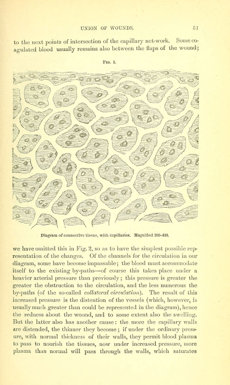 to the next points of intersection of the capillary net-work. Some co- agulated blood usually remains also between the flaps of the wound; Fig. l. Diagram of connective tissue, with capillaries. Magnified 300-400. we have omitted this in Fig. 2, so as to have the simplest possible rep- resentation of the changes. Of the channels for the circulation in our diagram, some have become impassable; the blood must accommodate itself to the existing by-paths—of course this takes place under a heavier arterial pressure than previously; this pressure is greater the greater the obstruction to the circulation, and the less numerous the by-paths (of the so-called collateral circulation). The result of this increased pressure is the distention of the vessels (which, however, is usually much greater than could be represented in the diagram), hence the redness about the wound, and to some extent also the swelling. But the latter also has another cause: the more the capillary walls are distended, the thinner they become ; if under the ordinary press- ure, with normal thickness of their walls, they permit blood plasma to pass to nourish the tissues, now under increased pressure, more plasma than normal will pass through the walls, which saturates