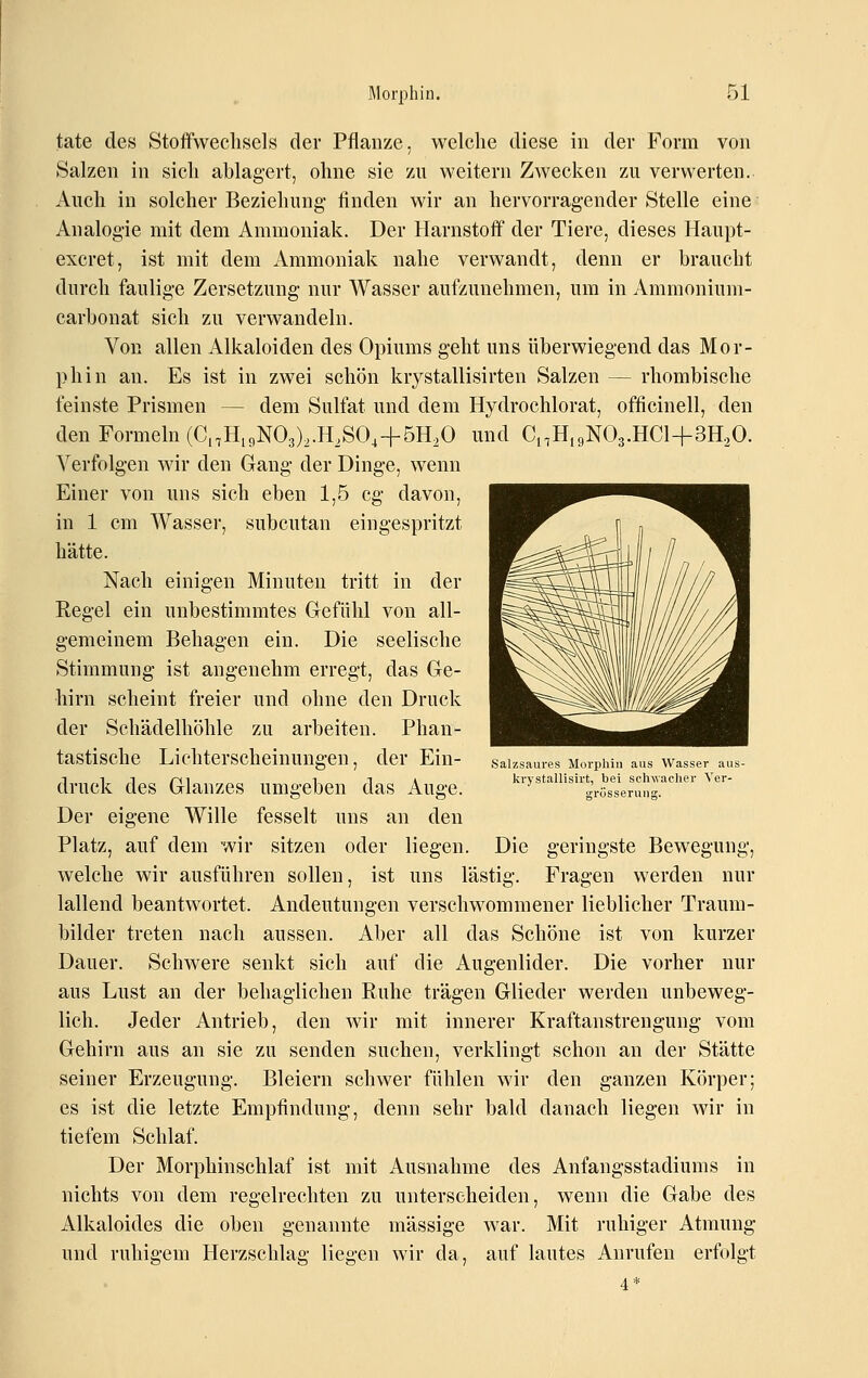 täte des Stoffwechsels der Pflanze, welche diese in der Form von Salzen in sich ablagert, ohne sie zu weitern Zwecken zu verwerten. Auch in solcher Beziehung- finden wir an hervorragender Stelle eine Analogie mit dem Ammoniak. Der Harnstoff der Tiere, dieses Haupt- excret, ist mit dem Ammoniak nahe verwandt, denn er braucht durch faulige Zersetzung nur Wasser aufzunehmen, um in Ammonium- carbonat sich zu verwandeln. Von allen Alkaloiden des Opiums geht uns überwiegend das Mor- phin an. Es ist in zwei schön krystallisirten Salzen — rhombische feinste Prismen — dem Sulfat und dem Hydrochlorat, officinell, den den Formeln (CnHi9N03),.H,SO,+5H,0 und Ci,H,9N03.HCl+3H.,0. Verfolgen wir den Gang der Dinge, wenn Einer von uns sich eben 1,5 cg davon, in 1 cm Wasser, subcutan eingespritzt hätte. Nach einigen Minuten tritt in der Regel ein unbestimmtes Gefühl von all- gemeinem Behagen ein. Die seelische Stimmung ist angenehm erregt, das Ge- hirn scheint freier und ohne den Druck der Schädelhöhle zu arbeiten. Phan- tastische Lichterscheinungen, der Ein- druck des Glanzes umgeben das Auge. Der eigene Wille fesselt uns an den Platz, auf dem wir sitzen oder liegen. Die geringste Bewegung, welche wir ausführen sollen, ist uns lästig. Fragen werden nur lallend beantwortet. Andeutungen verschwommener lieblicher Traum- bilder treten nach aussen. Aber all das Schöne ist von kurzer Dauer. Schwere senkt sich auf die Augenlider. Die vorher nur aus Lust an der behaglichen Ruhe trägen Glieder werden unbeweg- lich. Jeder Antrieb, den wir mit innerer Kraftanstrengung vom Gehirn aus an sie zu senden suchen, verklingt schon an der Stätte seiner Erzeugung. Bleiern schwer fühlen wir den ganzen Körper; es ist die letzte Empfindung, denn sehr bald danach liegen wir in tiefem Schlaf. Der Morphinschlaf ist mit Ausnahme des Anfangsstadiums in nichts von dem regelrechten zu unterscheiden, wenn die Gabe des Alkaloides die oben genannte massige war. Mit ruhiger Atmung und ruhigem Herzschlag liegen wir da, auf lautes Anrufen erfolgt 4* Salzsaures Morphin aus Wasser aus krystallish't, bei sch^Yacher Ver- grösseruiig.