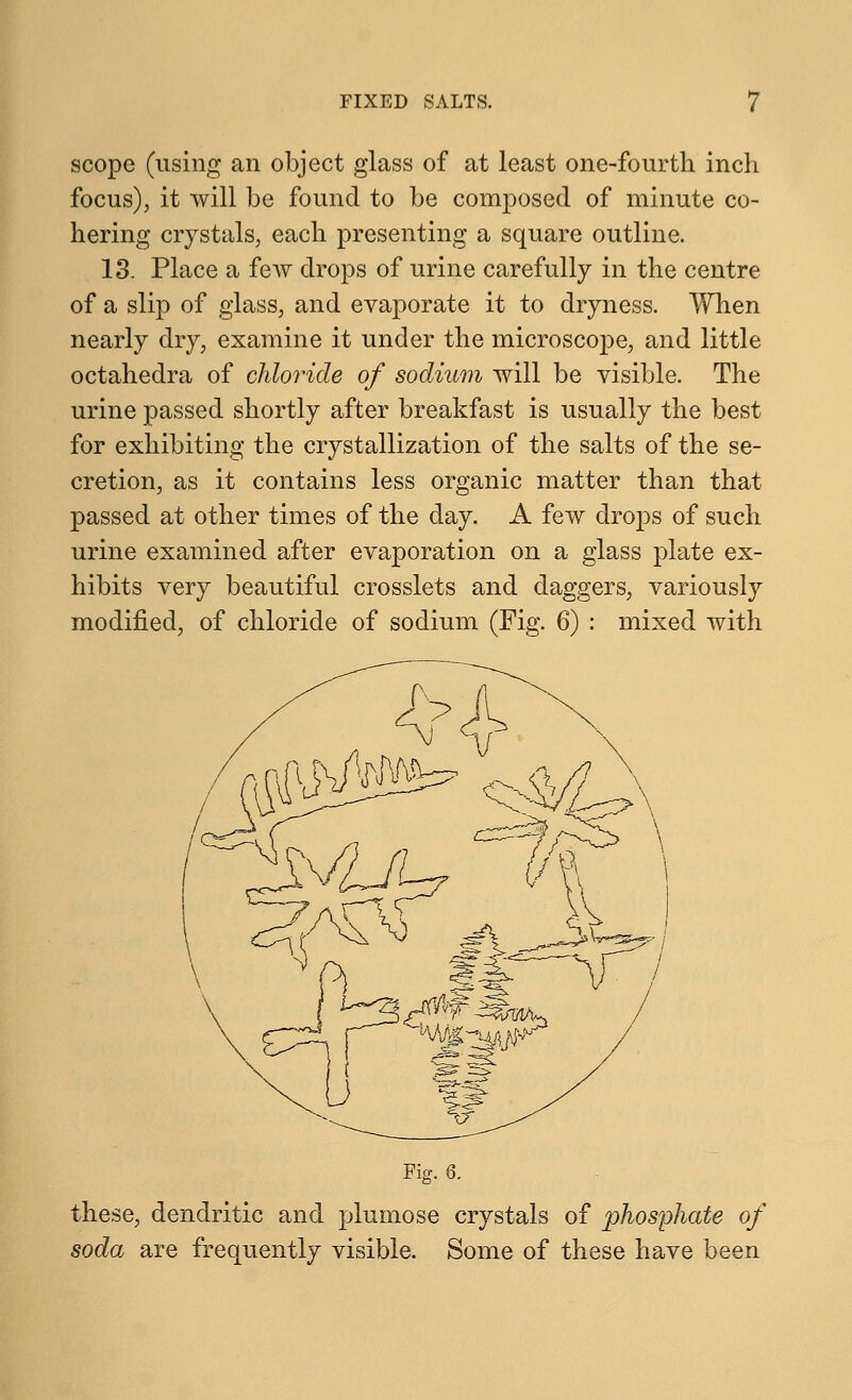 scope (using an object glass of at least one-fourth inch focus), it will be found to be composed of minute co- hering crystals, each presenting a square outline. 13. Place a few drops of urine carefully in the centre of a slip of glass, and evaporate it to dryness. When nearly dry, examine it under the microscope, and little octahedra of chloride of sodium will be visible. The urine passed shortly after breakfast is usually the best for exhibiting the crystallization of the salts of the se- cretion, as it contains less organic matter than that passed at other times of the day. A few drops of such urine examined after evaporation on a glass plate ex- hibits very beautiful crosslets and daggers, variously modified, of chloride of sodium (Fig. 6) : mixed with these, dendritic and plumose crystals of phosphate of soda are frequently visible. Some of these have been