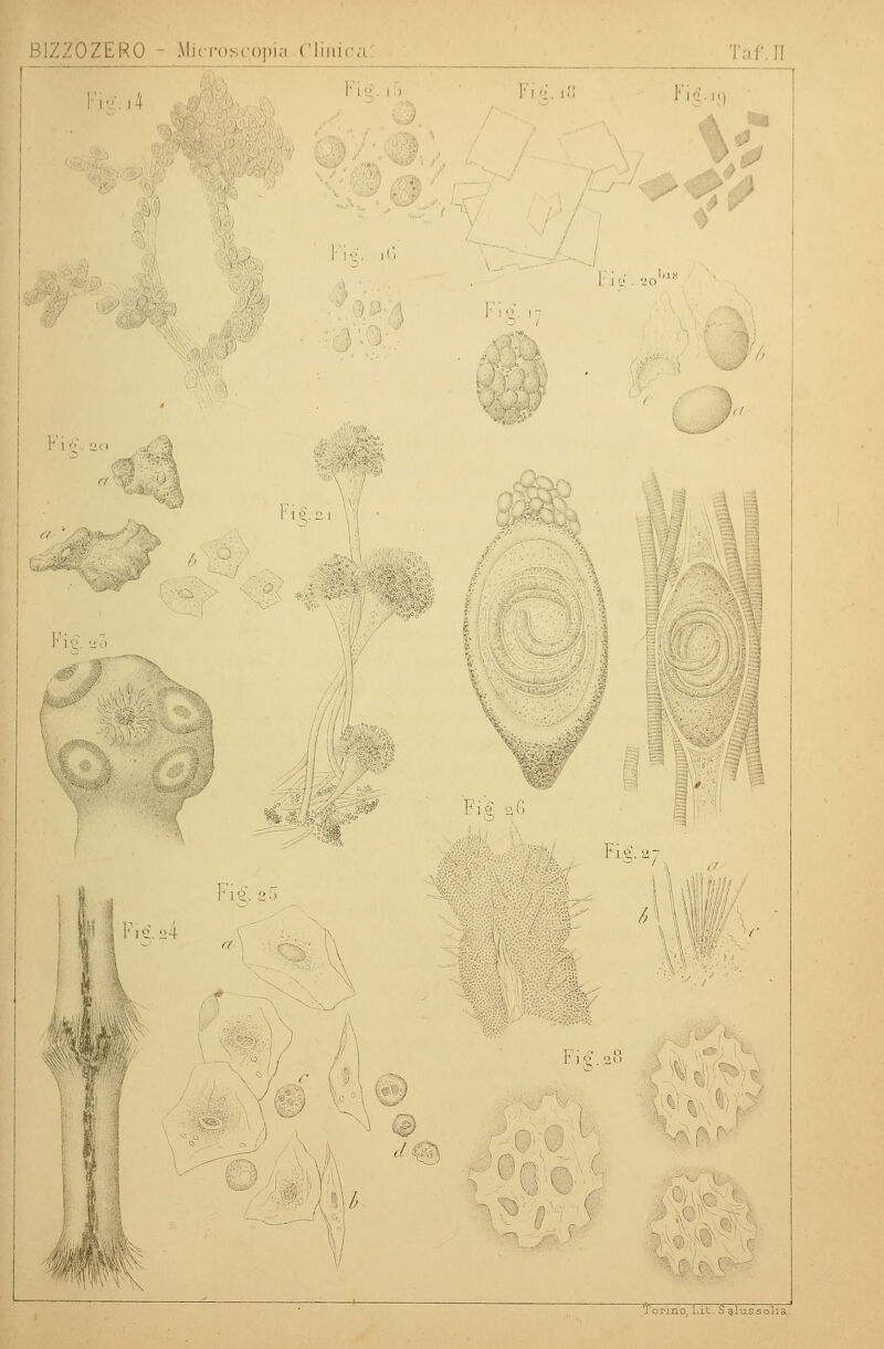 ERO Mi opia i liiiii 1 i-i' i4 ! Fig. 10 ]■ 1 \ü. so - ■ Fit 2: ] h,4.24 ™-v H fl\& Fio 26 1/ ^V 7' 1 Tor.ino, Lit. S glixssoli