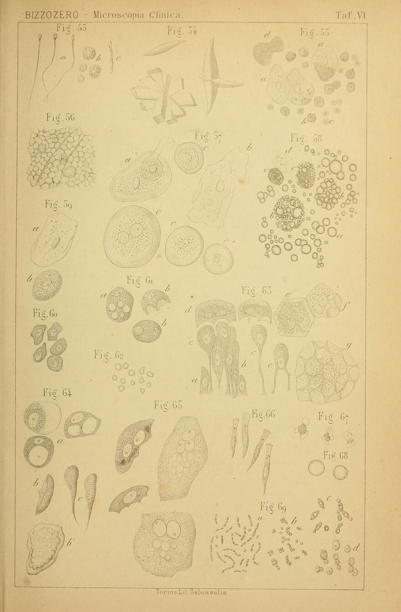 BIZZOZERO Minor ]■]■:. ~* Taf.Vl ,/ /. r !• i £. 56 ■!-. J>g M Lg. .>,'. *u o o« F \.£.£o ^ P i £. 6 j ■o.a? .. . Fi£. 6 Fip.64 Fi£. 6i ;:i?. 66 Fi£.ßq Fig <'•- - F10.G8 1 / J -■■- • t . ^°° <^© # > i Kj 0%