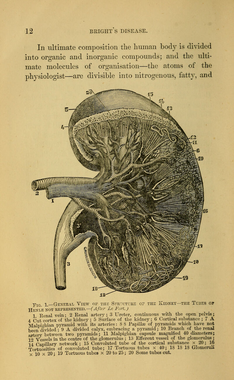 In ultimate composition the human body is divided into organic and inorganic compounds; and the ulti- mate molecules of organisation—the atoms of the physiologist—are divisible into nitrogenous, fatty, and yIG_ i._GenerMi View of the Structure or the Kidney—the Tcbes of Henle not represented.— (After Le Fort.) 1 Renal vein; 2 Renal artery; 3 Ureter, continuous with the open pelvis; 4 Cut cortex of the kidney; 5 Surface of the kidney; 6 Cortical substance ; 7 A Malpi^hian pyramid with its arteries: 8 8 Papillae of pyramids which have not been divided; 9 A divided calyx, embracing a pyramid; 10 Branch of the renal artery between two pyramids; 11 Malpighian capsule magnified 40 diameters; 12 Vessels in the centre of the glomerulus ; 13 Efferent vessel of the glomerulus ; 14 Capillary network ; 15 Convoluted tube of the cortical substance x 20; 16 Tortuosities of convoluted tube; 17 Tortuous tubes x 40; 18 18 18 Glomeruli x 10 x 20; 19 Tortuous tubea x 20 to 25; 20 Some tubes cut.