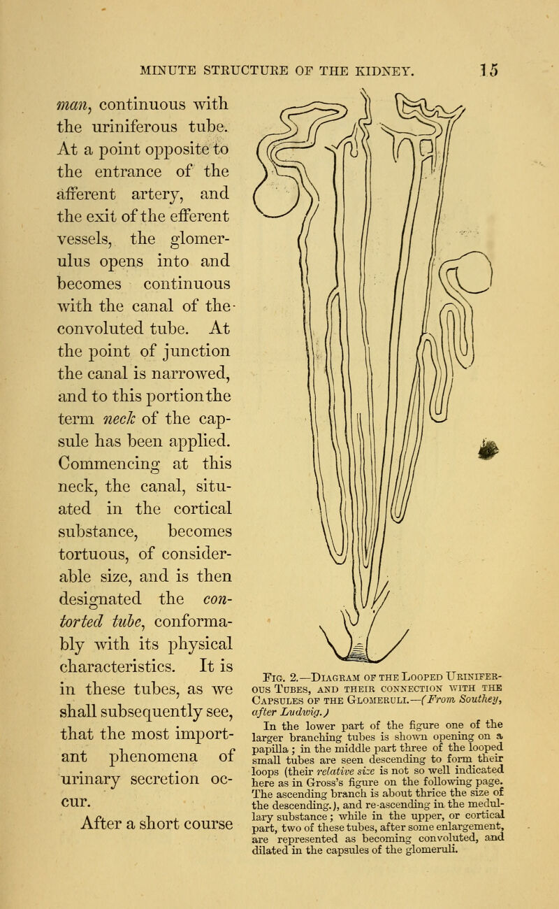 man, continuous with the uriniferous tube. At a point opposite to the entrance of the afferent artery, and the exit of the efferent vessels, the glomer- ulus opens into and becomes continuous with the canal of the- convoluted tube. At the point of junction the canal is narrowed, and to this portion the term neck of the cap- sule has been applied. Commencino; at this neck, the canal, situ- ated in the cortical substance, becomes tortuous, of consider- able size, and is then designated the con- torted tube, conforma- bly with its physical characteristics. It is in these tubes, as we shall subsequently see, that the most import- ant phenomena of urinary secretion oc- cur. After a short course Fig. 2.—Diagram of the Looped Urinifer- ous Tubes, and their connection with the Capsules of the Glomeruli.—(From Southey, after Lvdwig.) In the lower part of the figure one of the larger branching tubes is shown opening on a papilla ; in the middle part three of the looped small tubes are seen descending to form_ their loops (their relative size is not so well indicated here as in Gross's figure on the following page. The ascending branch is about thrice the size of the descending.), and re-ascending in the medul- lary substance; while in the upper, or cortical part, two of these tubes, after some enlargement, are represented as becoming convoluted, and dilated in the capsules of the glomeruli.