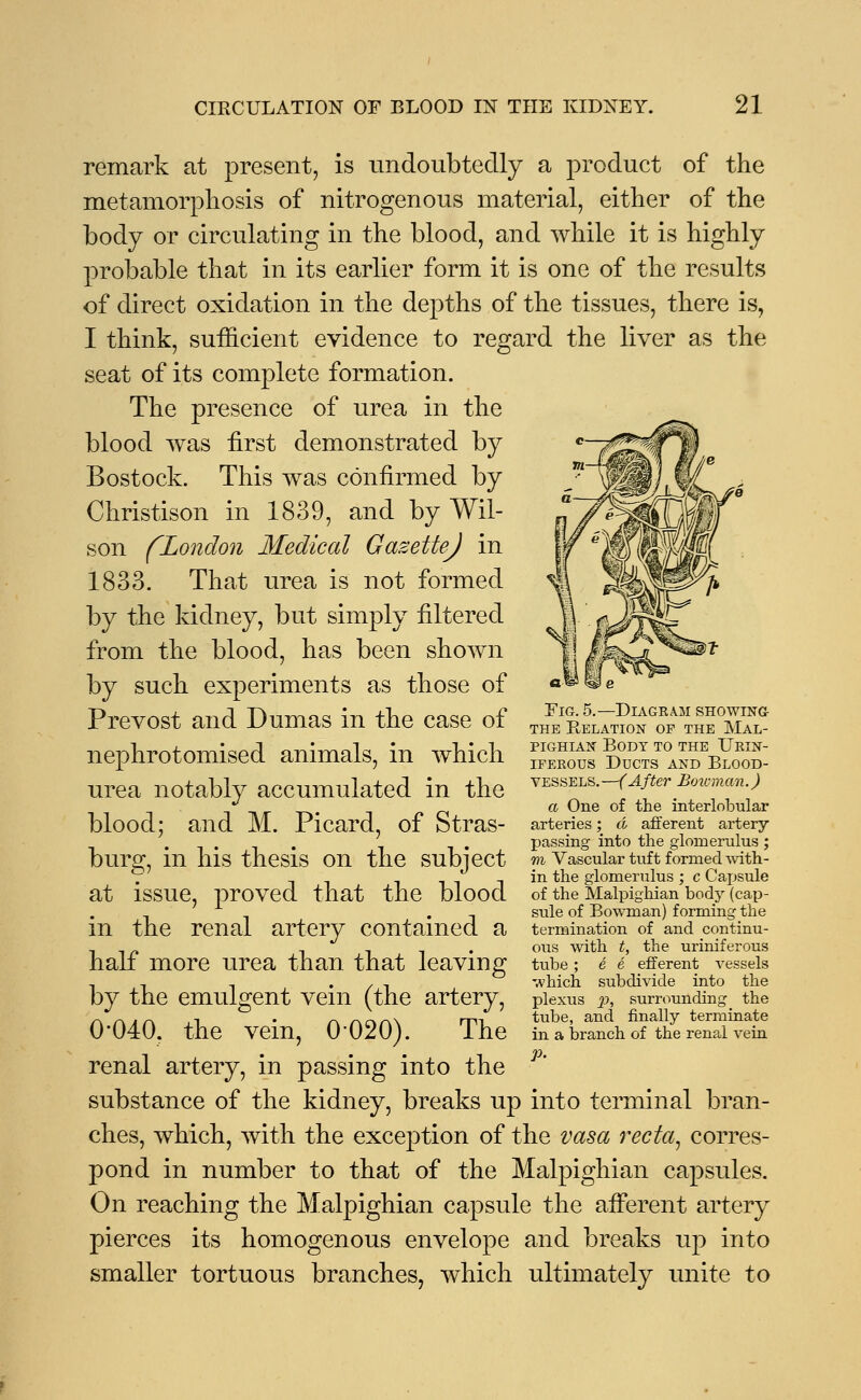 remark at present, is undoubtedly a product of the metamorphosis of nitrogenous material, either of the body or circulating in the blood, and while it is highly probable that in its earlier form it is one of the results of direct oxidation in the depths of the tissues, there is, I think, sufficient evidence to regard the liver as the seat of its complete formation. The presence of urea in the blood was first demonstrated by Bostock. This was confirmed by Christison in 1839, and by Wil- son (London Medical GazetteJ in 1833. That urea is not formed by the kidney, but simply filtered from the blood, has been shown by such experiments as those of Prevost and Dumas in the case of nephrotomised animals, in which urea notably accumulated in the blood; and M. Picard, of Stras- burg, in his thesis on the subject at issue, proved that the blood in the renal artery contained a half more urea than that leaving by the emulgent vein (the artery, 0-040. the vein, 0-020). The renal artery, in passing into the substance of the kidney, breaks up into terminal bran- ches, which, with the exception of the vasa recta, corres- pond in number to that of the Malpighian capsules. On reaching the Malpighian capsule the afferent artery pierces its homogenous envelope and breaks up into smaller tortuous branches, which ultimately unite to Fig. 5.—Diagram showing thb Relation op the Mal- pighian Body to the Urin- iferous Ducts and Blood- vessels.—(After Boicman.) a One of the interlobular arteries; d afferent artery passing into the glomerulus ; m Vascular tuft formed -with- in the glomerulus ; c Capsule of the Malpighian body (cap- sule of Bowman) forming the termination of and continu- ous with t, the uriniferous tube; e e efferent vessels which subdivide into the plexus p, surrounding _ the tube, and finally terminate in a branch of the renal vein P-