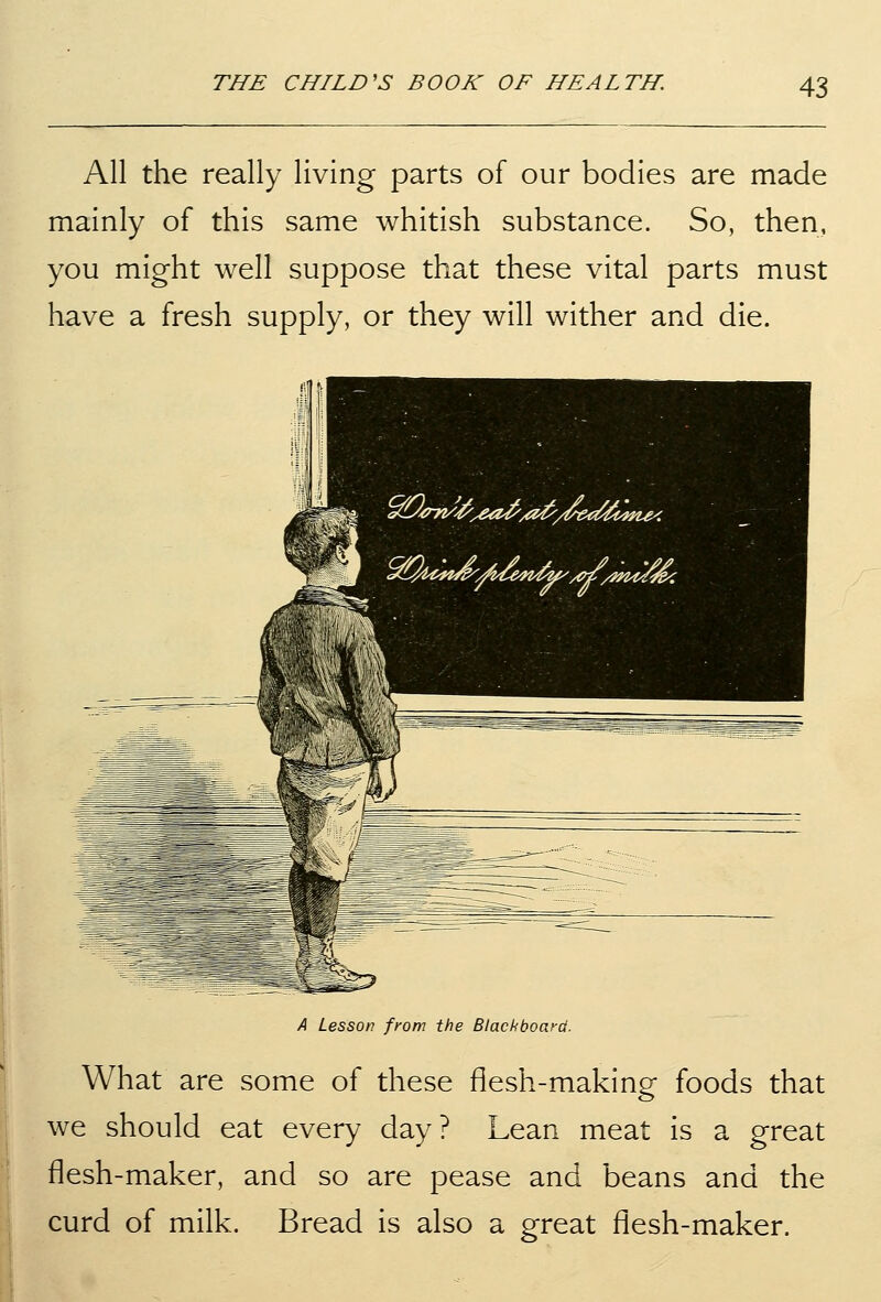 All the really living parts of our bodies are made mainly of this same whitish substance. So, then, you might well suppose that these vital parts must have a fresh supply, or they will wither and die. A Lesson from the Blackboard. What are some of these flesh-making foods that we should eat every day? Lean meat is a great flesh-maker, and so are pease and beans and the curd of milk. Bread is also a great flesh-maker.