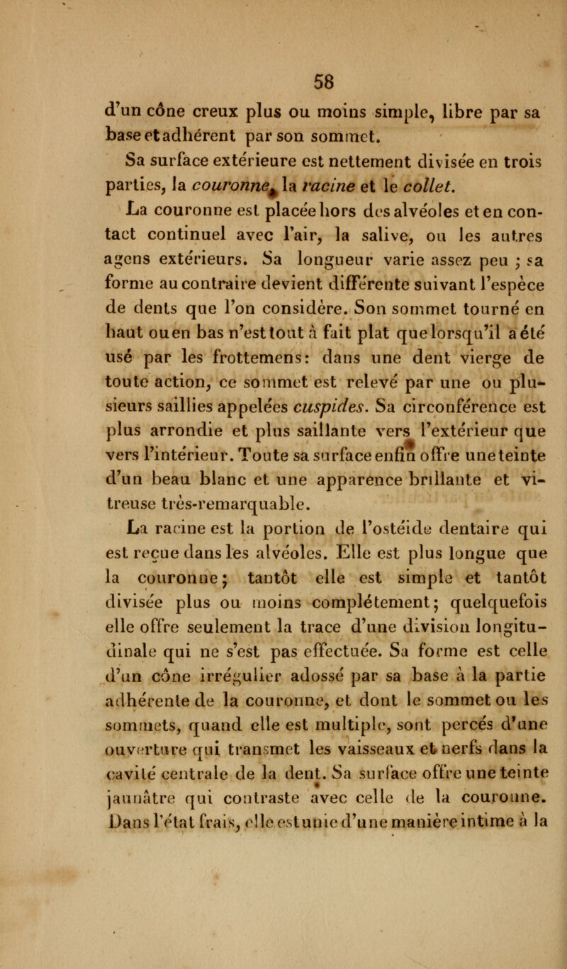 d'un cône creux plus ou moins simple, libre par sa base et adhérent par son sommet. Sa surface extérieure est nettement divisée en trois parties, la couronne^ la racine et le collet. La couronne est placée hors des alvéoles et en con- tact continuel avec l'air, la salive, ou les autres agcns extérieurs. Sa longueur varie assez peu ; sa forme au contraire devient différente suivant l'espèce de dents que l'on considère. Son sommet tourné en haut ouen bas n'est tout à fait plat quelorsqu'il à été usé par les frottemens: dans une dent vierge de toute action, ce sommet est relevé par une ou plu- sieurs saillies appelées cuspides. Sa circonférence est plus arrondie et plus saillante vers l'extérieur que vers l'intérieur. Toute sa surface enfin offre une teinte d'un beau blanc et une apparence brillante et vi- treuse très-remarquable. La racine est la portion de l'ostéide dentaire qui est reçue dans les alvéoles. Elle est plus longue que la couronne; tantôt elle est simple et tantôt divisée plus ou moins complètement; quelquefois elle offre seulement la trace d'une division longitu- dinale qui ne s'est pas effectuée. Sa forme est celle d'un cône irrégulier adossé par sa base à la partie adhérente de la couronne, et dont le sommet ou les sommets, quand elle est multiple, sont percés d'une ouverture qui transmet les vaisseaux et nerfs dans la cavilé centrale de la dent. Sa surface offre une teinte jaunâtre qui contraste avec celle de la couronne. Dans Tétat frais, elle estunic d'une manière intime à la