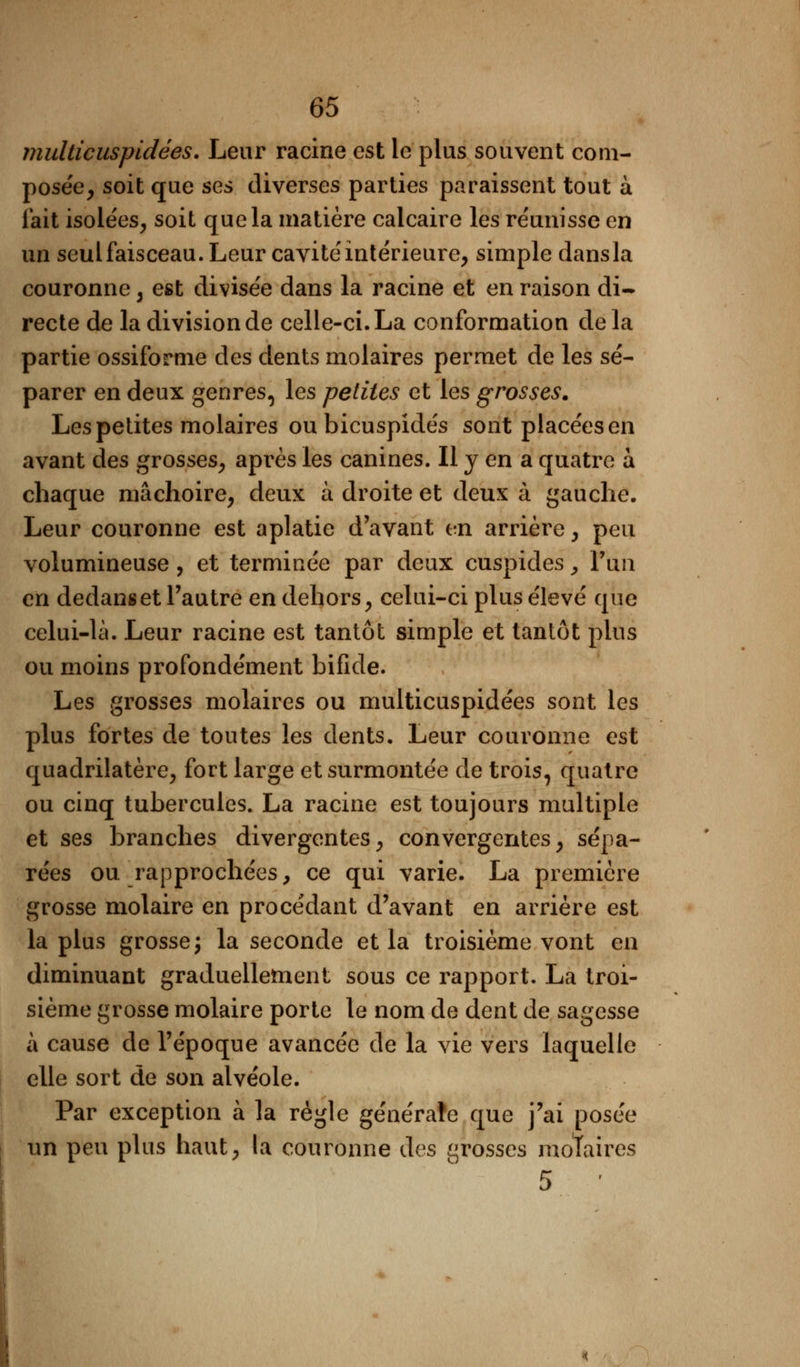 multicuspidées. Leur racine est le plus souvent com- posée, soit que ses diverses parties paraissent tout à lait isolées, soit que la matière calcaire les réunisse en un seul faisceau. Leur cavité intérieure, simple dans la couronne, est divisée dans la racine et en raison di- recte de la division de celle-ci. La conformation delà partie ossiforme des dents molaires permet de les sé- parer en deux genres, les petites et les grosses. Les petites molaires oubicuspidés sont placées en avant des grosses, après les canines. Il y en a quatre a chaque mâchoire, deux à droite et deux à gauche. Leur couronne est aplatie d'avant en arrière, peu volumineuse , et terminée par deux cuspides, l'un en dedans et l'autre en dehors, celui-ci plus élevé que celui-là. Leur racine est tantôt simple et tantôt plus ou moins profondément bifide. Les grosses molaires ou multicuspidées sont les plus fortes de toutes les dents. Leur couronne est quadrilatère, fort large et surmontée de trois, quatre ou cinq tubercules. La racine est toujours multiple et ses branches divergentes, convergentes, sépa- rées ou rapprochées, ce qui varie. La première grosse molaire en procédant d'avant en arrière est la plus grosse; la seconde et la troisième vont en diminuant graduellement sous ce rapport. La troi- sième grosse molaire porte le nom de dent de sagesse à cause de l'époque avancée de la vie vers laquelle elle sort de son alvéole. Par exception à la règle générale que j'ai posée un peu plus haut, la couronne des grosses molaires 5 '