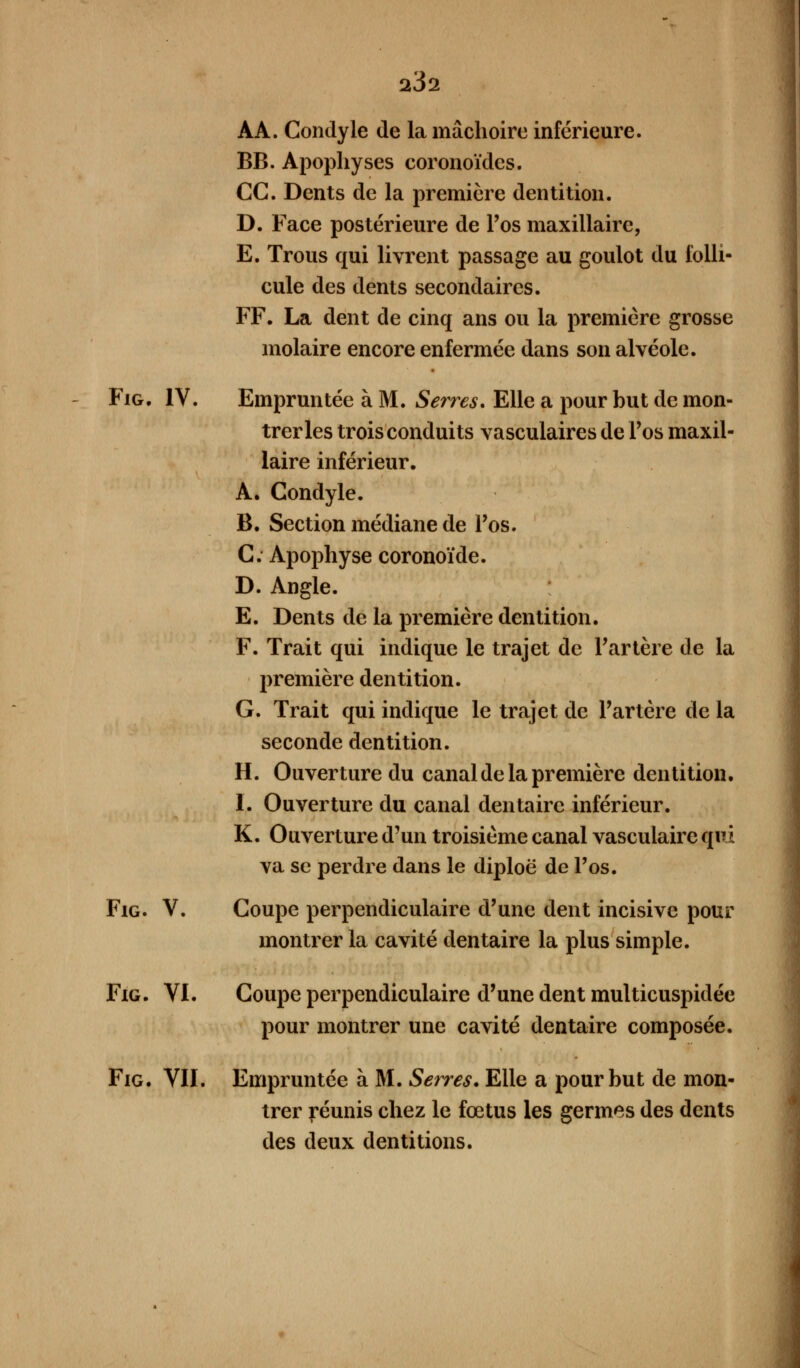 AA. Condyle de la mâchoire inférieure. BB. Apophyses coronoïdes. CC. Dents de la première dentition. D. Face postérieure de l'os maxillaire, E. Trous qui livrent passage au goulot du folli- cule des dents secondaires. FF. La dent de cinq ans ou la première grosse molaire encore enfermée dans son alvéole. Fig. IV. Empruntée à M. Serres, Elle a pour but de mon- trer les trois conduits vasculaires de l'os maxil- laire inférieur. A. Condyle. B. Section médiane de l'os. C. Apophyse coronoïde. D. Angle. E. Dents de la première dentition. F. Trait qui indique le trajet de l'artère de la première dentition. G. Trait qui indique le trajet de l'artère de la seconde dentition. H. Ouverture du canal de la première dentition. 1. Ouverture du canal dentaire inférieur. K. Ouverture d'un troisième canal vasculaire qui va se perdre dans le diploë de l'os. Fig. V. Coupe perpendiculaire d'une dent incisive pour montrer la cavité dentaire la plus simple. Fig. VI. Coupe perpendiculaire d'une dent multicuspidée pour montrer une cavité dentaire composée. Fig. VII. Empruntée à M. Serres. Elle a pour but de mon- trer réunis chez le fœtus les germes des dents des deux dentitions.