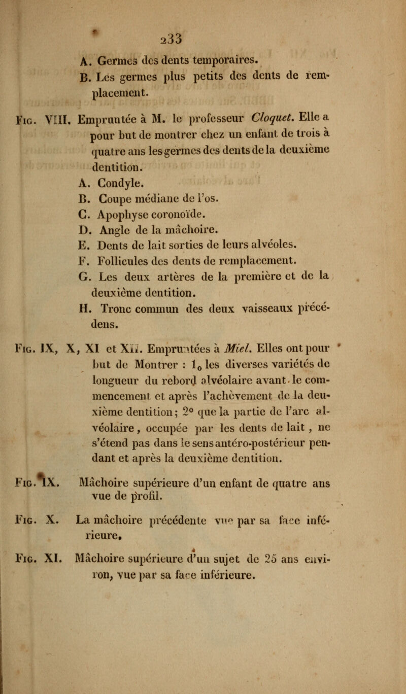 A. Germes des dents temporaires. B. Les germes plus petits des dents de rem- placement. Fig. VIII. Empruntée à M. le professeur Cloquet. Elle a pour but de montrer chez un enfant de trois à quatre ans les germes des dents de la deuxième dentition. À. Condyle. B. Coupe médiane de l'os. C. Apophyse coronoïde. D. Angle de la mâchoire. E. Dents de lait sorties de leurs alvéoles. F. Follicules des dents de remplacement. G. Les deux artères de la première et de la deuxième dentition. H. Tronc commun des deux vaisseaux précé- dera. Fig. IX, X, XI et XiL Empruntées à Miel. Elles ont pour ' but de Montrer : l0les diverses variétés de longueur du rebord alvéolaire avant < le com- mencement et après l'achèvement de la deu- xième dentition; 2° que la partie de l'arc al- véolaire , occupée par les dents de lait , ne s'étend pas dans lesensantéro-postéricur pen- dant et après la deuxième dentition. Fig. IX. Mâchoire supérieure d'un enfant de quatre ans vue de pYofil. Fig. X. La mâchoire précédente vue par sa face infé- rieure, 4 Fig. XI. Mâchoire supérieure d'un sujet de 25 ans envi- ron, vue par sa face inférieure.