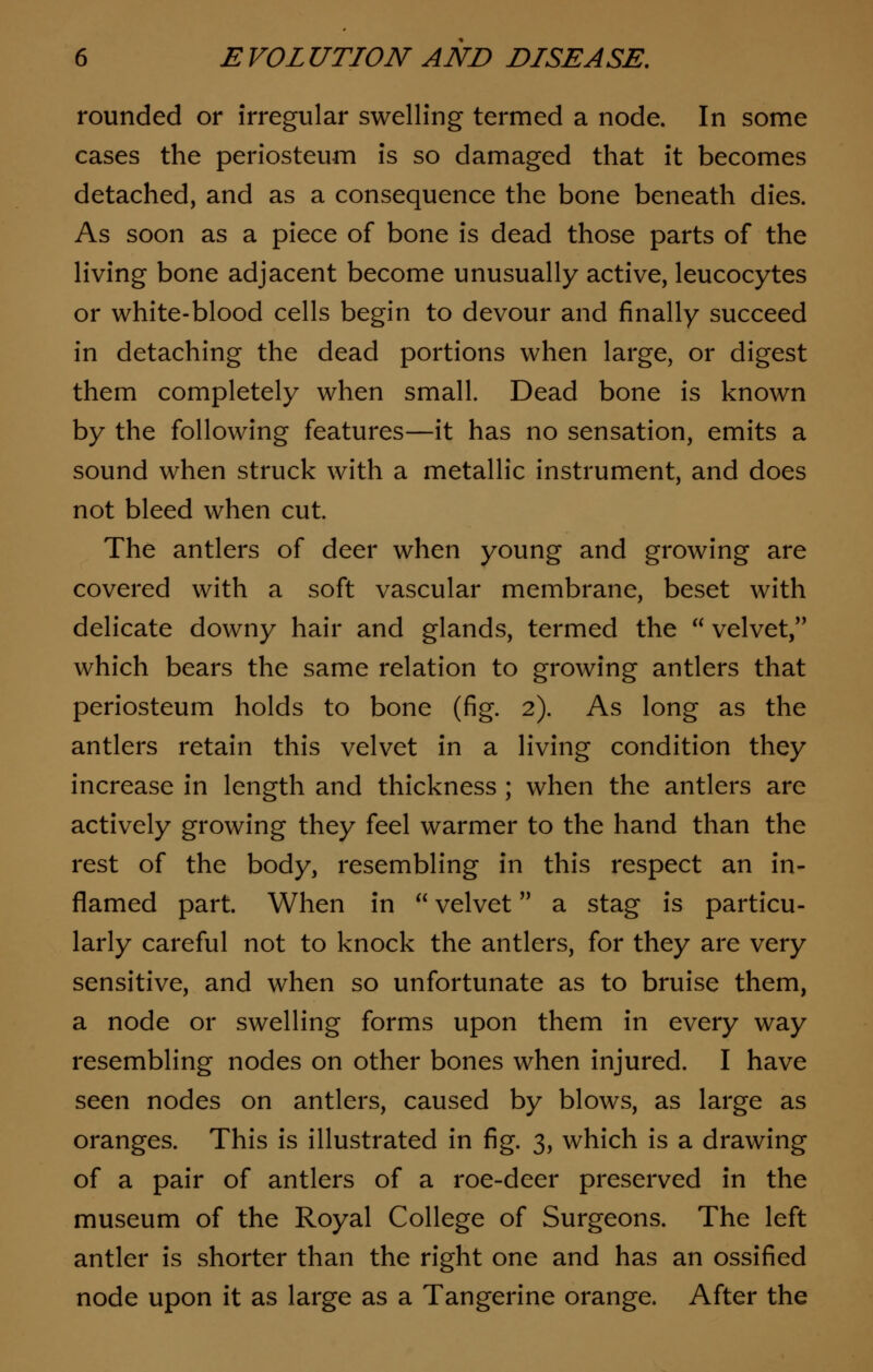 rounded or irregular swelling termed a node. In some cases the periosteum is so damaged that it becomes detached, and as a consequence the bone beneath dies. As soon as a piece of bone is dead those parts of the living bone adjacent become unusually active, leucocytes or white-blood cells begin to devour and finally succeed in detaching the dead portions when large, or digest them completely when small. Dead bone is known by the following features—it has no sensation, emits a sound when struck with a metallic instrument, and does not bleed when cut. The antlers of deer when young and growing are covered with a soft vascular membrane, beset with delicate downy hair and glands, termed the  velvet/' which bears the same relation to growing antlers that periosteum holds to bone (fig. 2). As long as the antlers retain this velvet in a living condition they increase in length and thickness ; when the antlers are actively growing they feel warmer to the hand than the rest of the body, resembling in this respect an in- flamed part. When in  velvet a stag is particu- larly careful not to knock the antlers, for they are very sensitive, and when so unfortunate as to bruise them, a node or swelling forms upon them in every way resembling nodes on other bones when injured. I have seen nodes on antlers, caused by blows, as large as oranges. This is illustrated in fig. 3, which is a drawing of a pair of antlers of a roe-deer preserved in the museum of the Royal College of Surgeons. The left antler is shorter than the right one and has an ossified node upon it as large as a Tangerine orange. After the