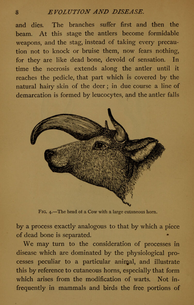 and dies. The branches suffer first and then the beam. At this stage the antlers become formidable weapons, and the stag, instead of taking every precau- tion not to knock or bruise them, now fears nothing, for they are like dead bone, devoid of sensation. In time the necrosis extends along the antler until it reaches the pedicle, that part which is covered by the natural hairy skin of the deer ; in due course a line of demarcation is formed by leucocytes, and the antler falls Fig. 4.—The head of a Cow with a large cutaneous horn. by a process exactly analogous to that by which a piece of dead bone is separated. * We may turn to the consideration of processes in disease which are dominated by the physiological pro- cesses peculiar to a particular aninjal, and illustrate this by reference to cutaneous horns, especially that form which arises from the modification of warts. Not in- frequently in mammals and birds the free portions of